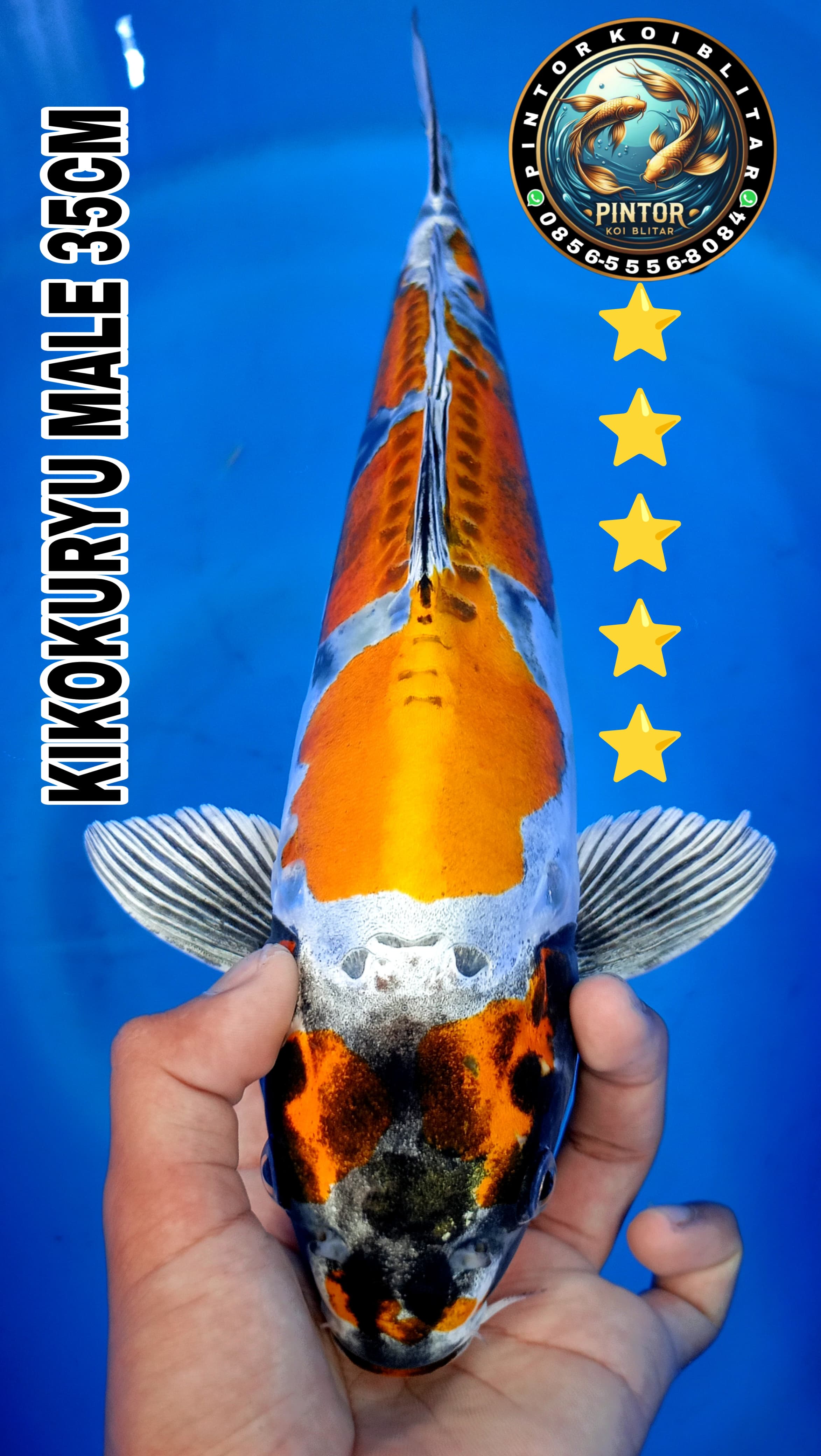 Lelang Koi Online, Jual Beli Ikan Koi, Pusat Jual Beli Koi, Info Lelang Koi Hari Ini, Platform Jual Beli Koi, Jual Beli Ikan Koi Online, Marketplace Ikan Koi, Jual Koi Terbaik, Tempat Beli Koi Berkualitas, Pasar Ikan Koi Online Terpercaya, Penjual Ikan Koi Terpercaya, Beli Koi Hias Online, Ikan Koi untuk Dijual, Koi Kualitas Terbaik, Toko Online Ikan Koi, Koi Hias Untuk Dijual, Jual Beli Ikan Koi Lokal, Koi Indonesia Online, Pusat Jual Beli Koi Terbesar