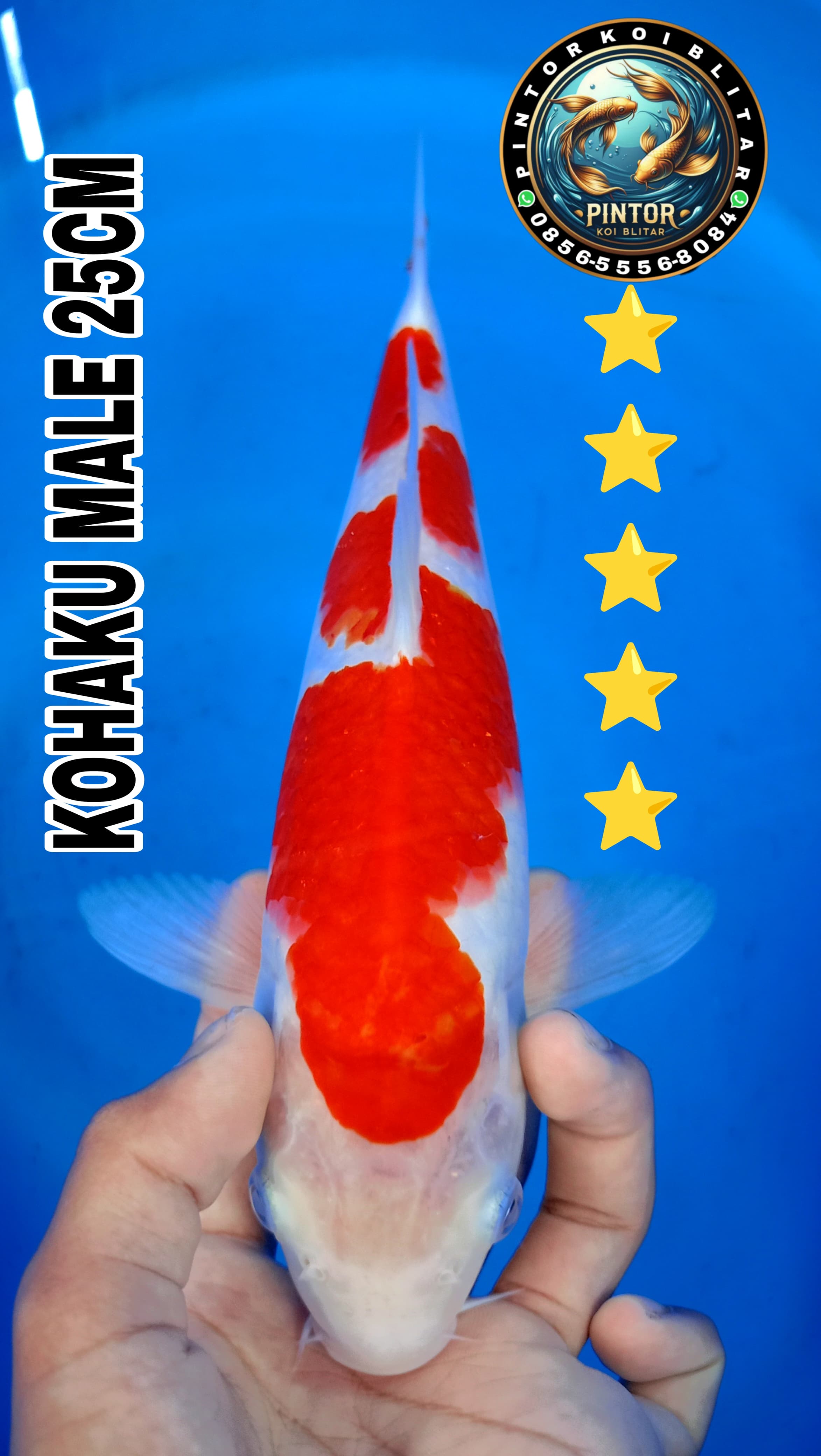 Lelang Koi Online, Jual Beli Ikan Koi, Pusat Jual Beli Koi, Info Lelang Koi Hari Ini, Platform Jual Beli Koi, Jual Beli Ikan Koi Online, Marketplace Ikan Koi, Jual Koi Terbaik, Tempat Beli Koi Berkualitas, Pasar Ikan Koi Online Terpercaya, Penjual Ikan Koi Terpercaya, Beli Koi Hias Online, Ikan Koi untuk Dijual, Koi Kualitas Terbaik, Toko Online Ikan Koi, Koi Hias Untuk Dijual, Jual Beli Ikan Koi Lokal, Koi Indonesia Online, Pusat Jual Beli Koi Terbesar