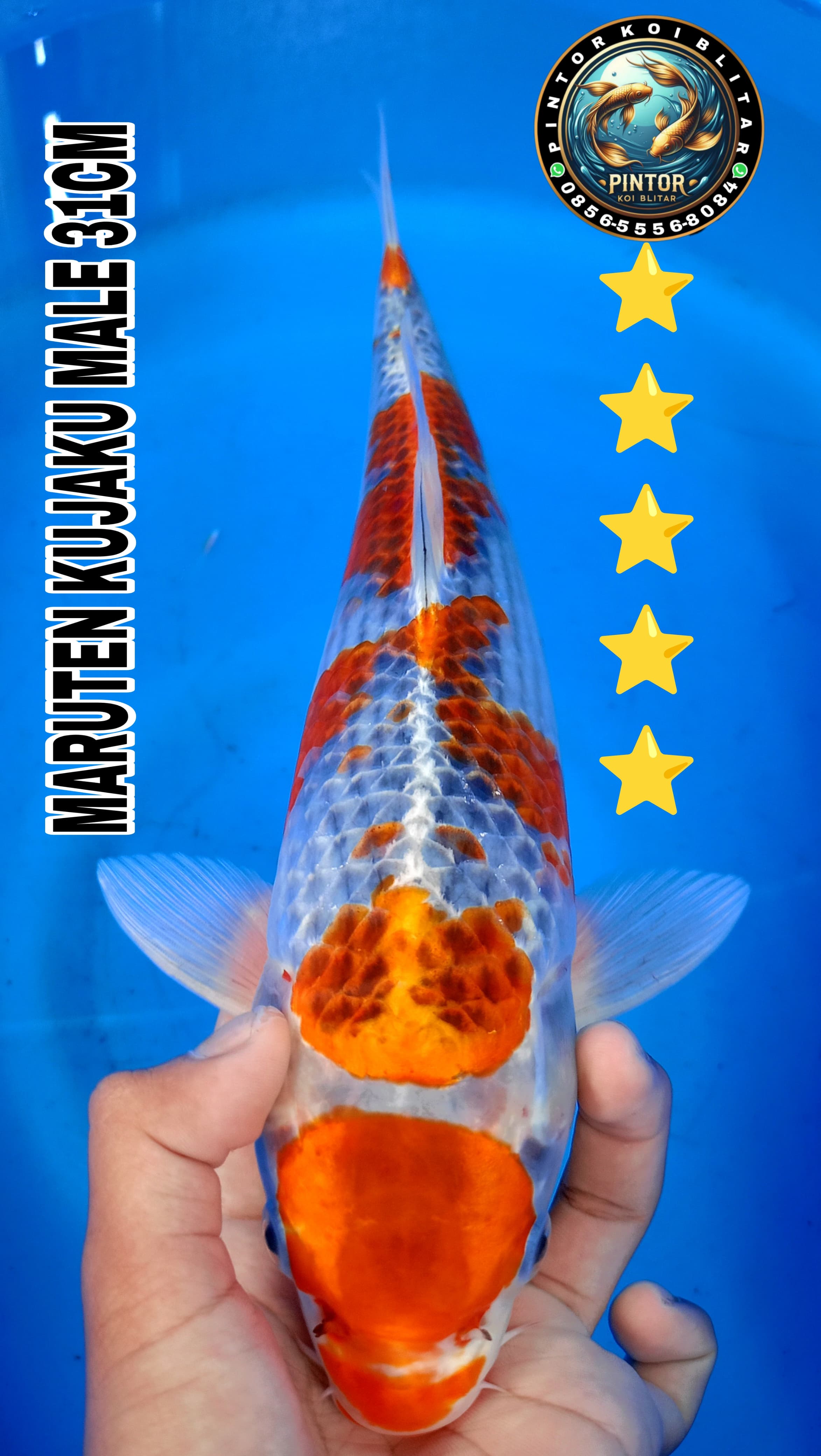 Lelang Koi Online, Jual Beli Ikan Koi, Pusat Jual Beli Koi, Info Lelang Koi Hari Ini, Platform Jual Beli Koi, Jual Beli Ikan Koi Online, Marketplace Ikan Koi, Jual Koi Terbaik, Tempat Beli Koi Berkualitas, Pasar Ikan Koi Online Terpercaya, Penjual Ikan Koi Terpercaya, Beli Koi Hias Online, Ikan Koi untuk Dijual, Koi Kualitas Terbaik, Toko Online Ikan Koi, Koi Hias Untuk Dijual, Jual Beli Ikan Koi Lokal, Koi Indonesia Online, Pusat Jual Beli Koi Terbesar