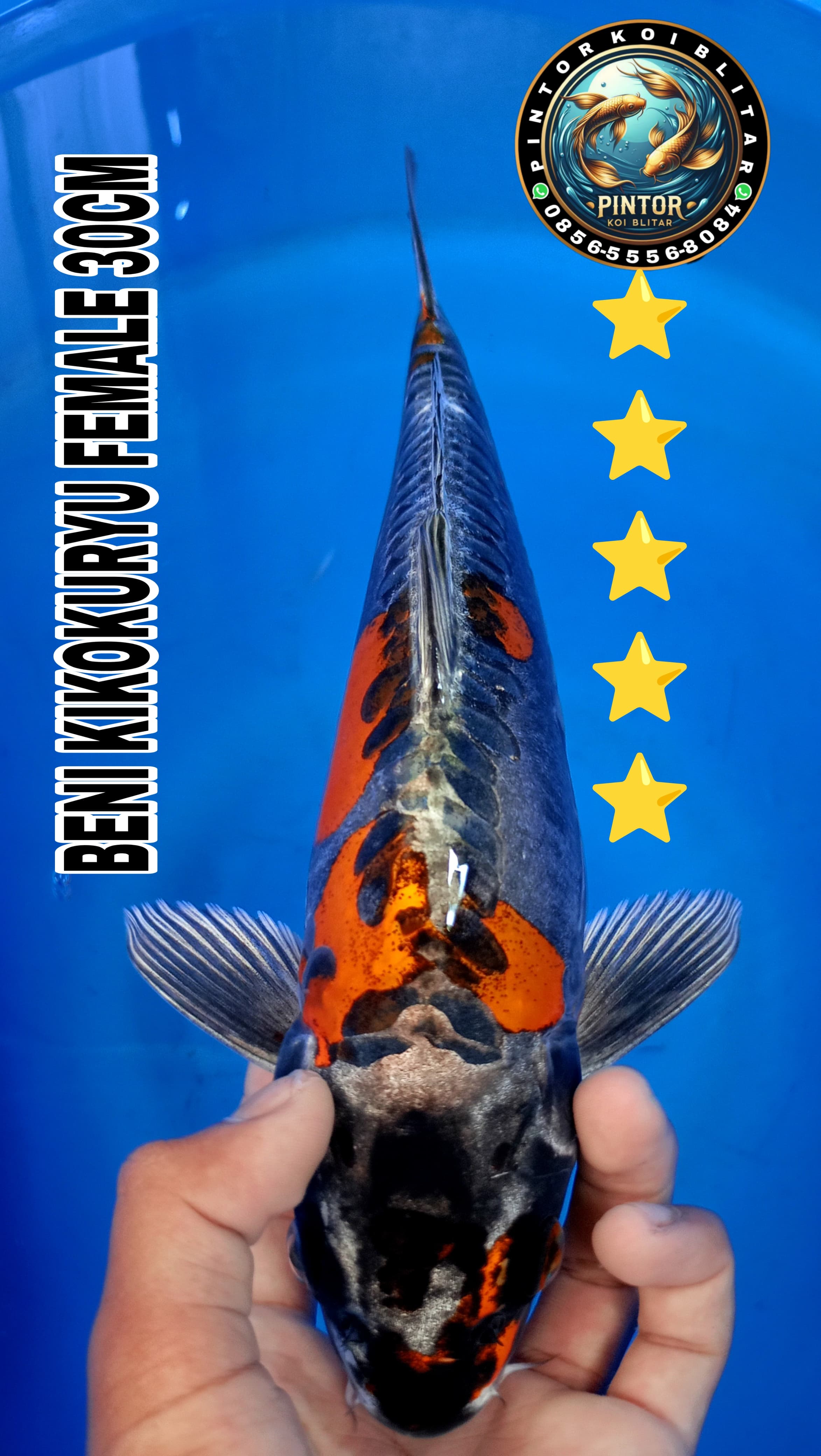 Lelang Koi Online, Jual Beli Ikan Koi, Pusat Jual Beli Koi, Info Lelang Koi Hari Ini, Platform Jual Beli Koi, Jual Beli Ikan Koi Online, Marketplace Ikan Koi, Jual Koi Terbaik, Tempat Beli Koi Berkualitas, Pasar Ikan Koi Online Terpercaya, Penjual Ikan Koi Terpercaya, Beli Koi Hias Online, Ikan Koi untuk Dijual, Koi Kualitas Terbaik, Toko Online Ikan Koi, Koi Hias Untuk Dijual, Jual Beli Ikan Koi Lokal, Koi Indonesia Online, Pusat Jual Beli Koi Terbesar