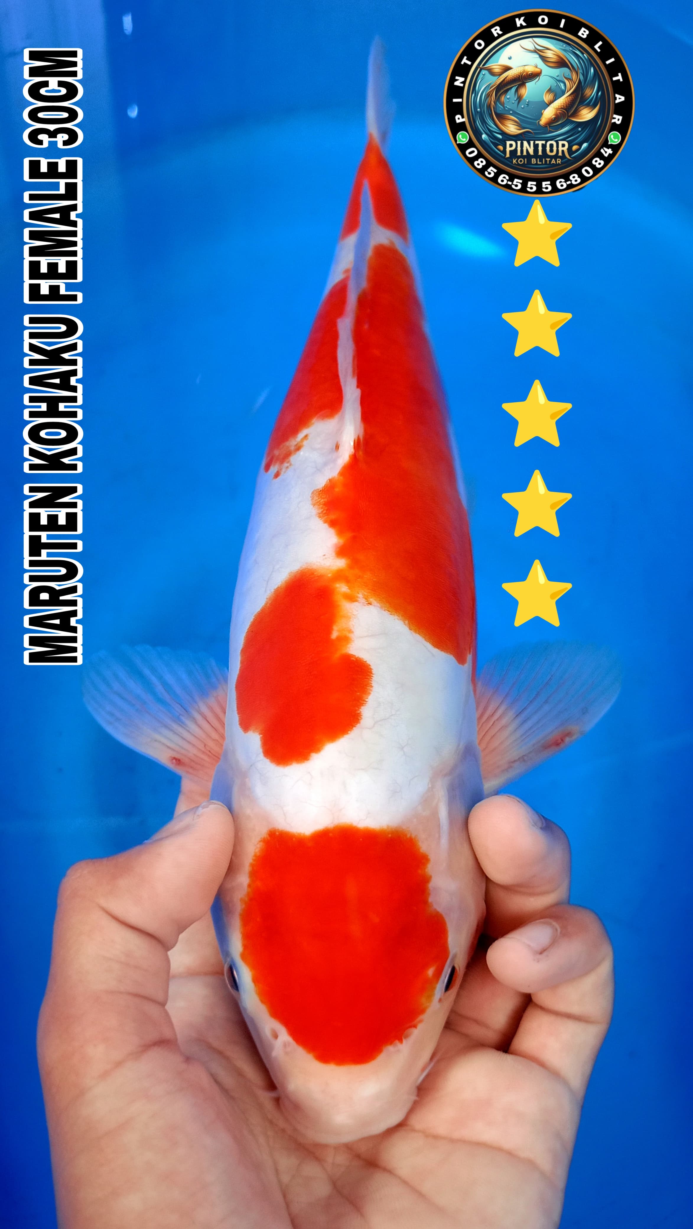 Lelang Koi Online, Jual Beli Ikan Koi, Pusat Jual Beli Koi, Info Lelang Koi Hari Ini, Platform Jual Beli Koi, Jual Beli Ikan Koi Online, Marketplace Ikan Koi, Jual Koi Terbaik, Tempat Beli Koi Berkualitas, Pasar Ikan Koi Online Terpercaya, Penjual Ikan Koi Terpercaya, Beli Koi Hias Online, Ikan Koi untuk Dijual, Koi Kualitas Terbaik, Toko Online Ikan Koi, Koi Hias Untuk Dijual, Jual Beli Ikan Koi Lokal, Koi Indonesia Online, Pusat Jual Beli Koi Terbesar