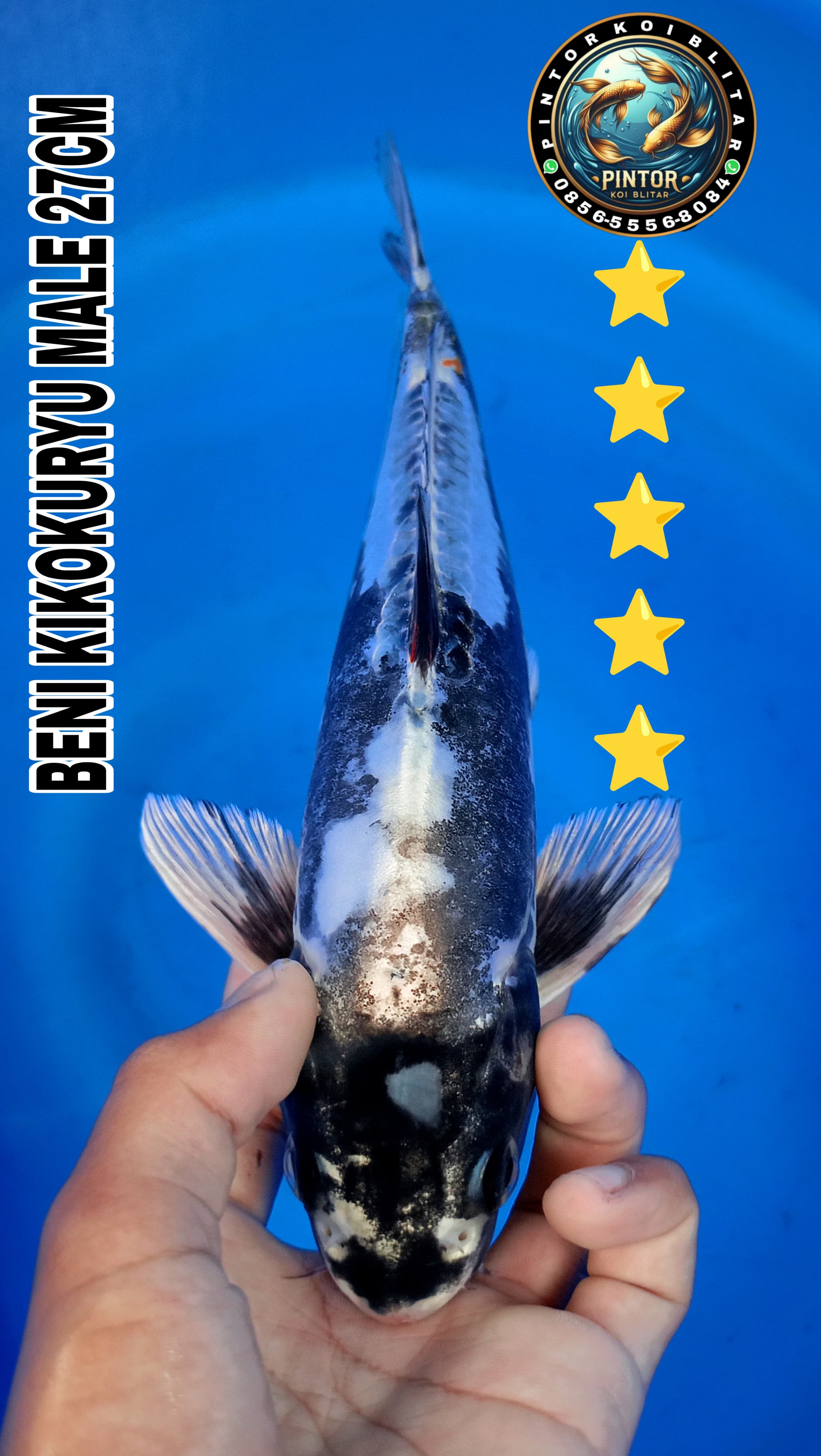 Lelang Koi Online, Jual Beli Ikan Koi, Pusat Jual Beli Koi, Info Lelang Koi Hari Ini, Platform Jual Beli Koi, Jual Beli Ikan Koi Online, Marketplace Ikan Koi, Jual Koi Terbaik, Tempat Beli Koi Berkualitas, Pasar Ikan Koi Online Terpercaya, Penjual Ikan Koi Terpercaya, Beli Koi Hias Online, Ikan Koi untuk Dijual, Koi Kualitas Terbaik, Toko Online Ikan Koi, Koi Hias Untuk Dijual, Jual Beli Ikan Koi Lokal, Koi Indonesia Online, Pusat Jual Beli Koi Terbesar