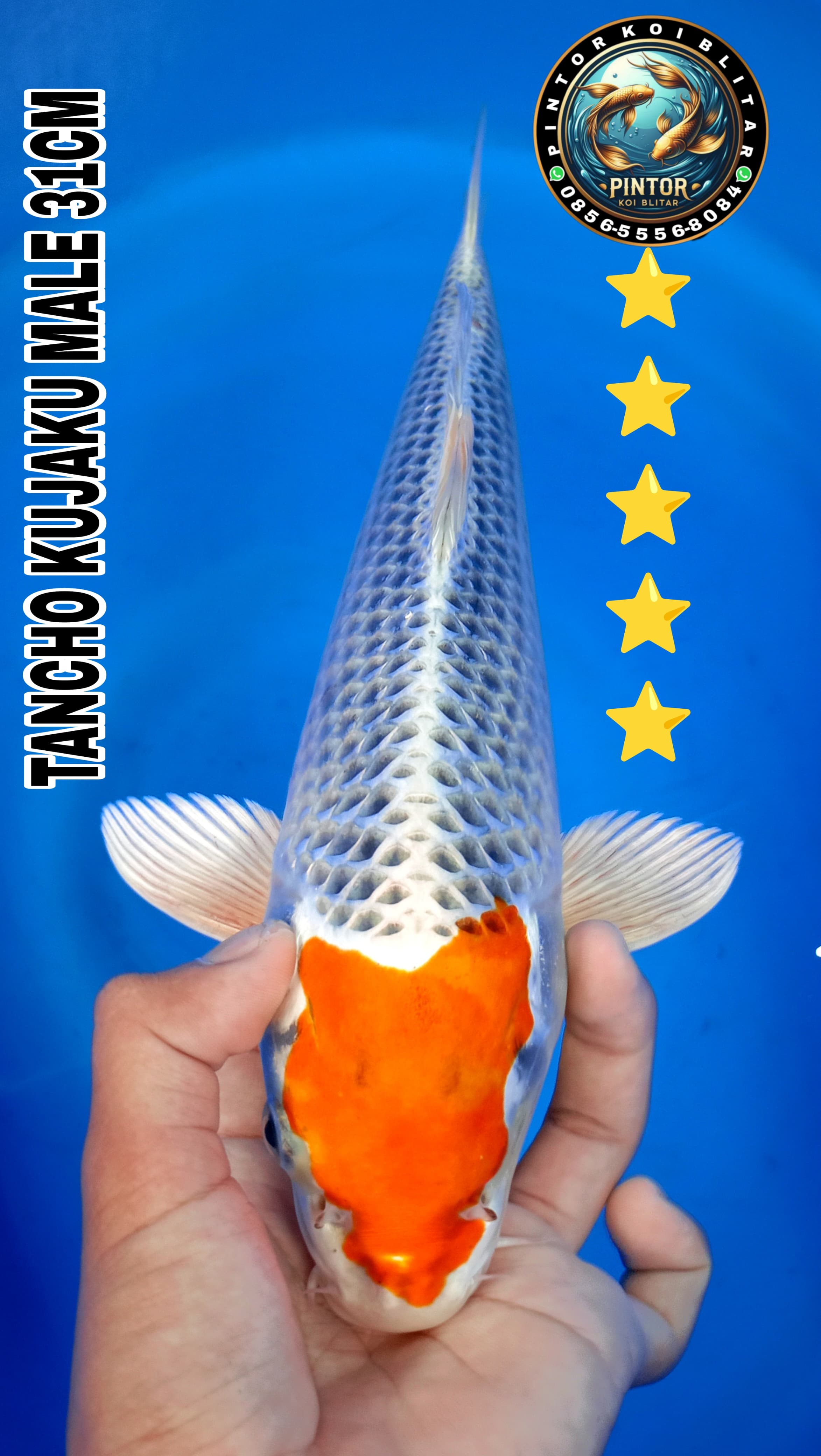 Lelang Koi Online, Jual Beli Ikan Koi, Pusat Jual Beli Koi, Info Lelang Koi Hari Ini, Platform Jual Beli Koi, Jual Beli Ikan Koi Online, Marketplace Ikan Koi, Jual Koi Terbaik, Tempat Beli Koi Berkualitas, Pasar Ikan Koi Online Terpercaya, Penjual Ikan Koi Terpercaya, Beli Koi Hias Online, Ikan Koi untuk Dijual, Koi Kualitas Terbaik, Toko Online Ikan Koi, Koi Hias Untuk Dijual, Jual Beli Ikan Koi Lokal, Koi Indonesia Online, Pusat Jual Beli Koi Terbesar