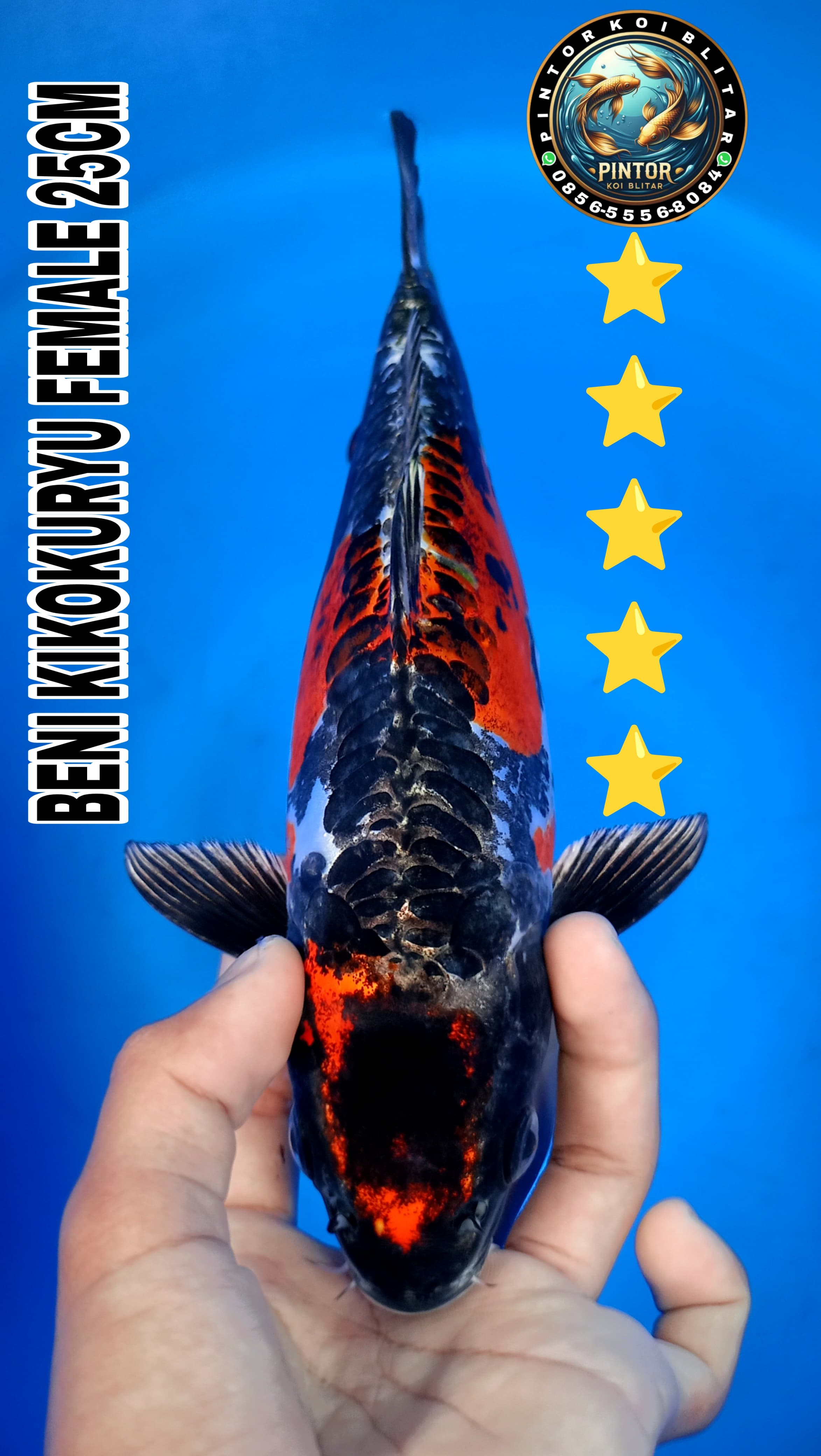 Lelang Koi Online, Jual Beli Ikan Koi, Pusat Jual Beli Koi, Info Lelang Koi Hari Ini, Platform Jual Beli Koi, Jual Beli Ikan Koi Online, Marketplace Ikan Koi, Jual Koi Terbaik, Tempat Beli Koi Berkualitas, Pasar Ikan Koi Online Terpercaya, Penjual Ikan Koi Terpercaya, Beli Koi Hias Online, Ikan Koi untuk Dijual, Koi Kualitas Terbaik, Toko Online Ikan Koi, Koi Hias Untuk Dijual, Jual Beli Ikan Koi Lokal, Koi Indonesia Online, Pusat Jual Beli Koi Terbesar