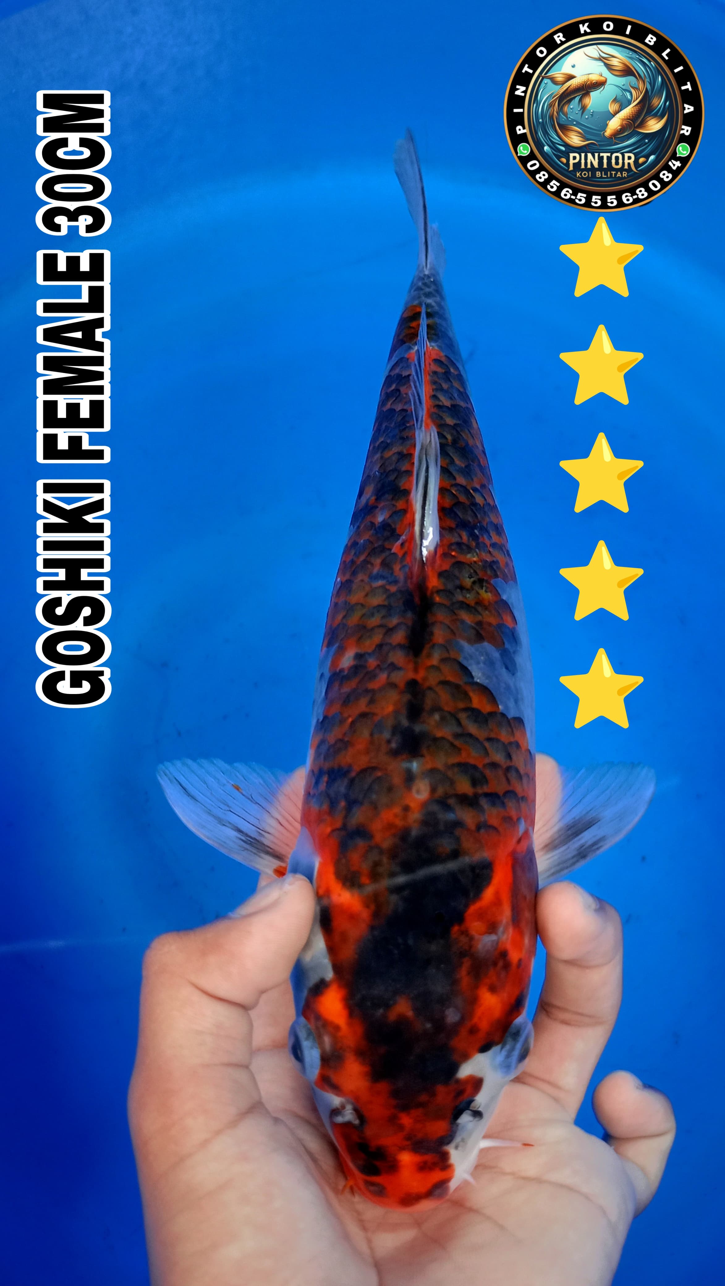 Lelang Koi Online, Jual Beli Ikan Koi, Pusat Jual Beli Koi, Info Lelang Koi Hari Ini, Platform Jual Beli Koi, Jual Beli Ikan Koi Online, Marketplace Ikan Koi, Jual Koi Terbaik, Tempat Beli Koi Berkualitas, Pasar Ikan Koi Online Terpercaya, Penjual Ikan Koi Terpercaya, Beli Koi Hias Online, Ikan Koi untuk Dijual, Koi Kualitas Terbaik, Toko Online Ikan Koi, Koi Hias Untuk Dijual, Jual Beli Ikan Koi Lokal, Koi Indonesia Online, Pusat Jual Beli Koi Terbesar