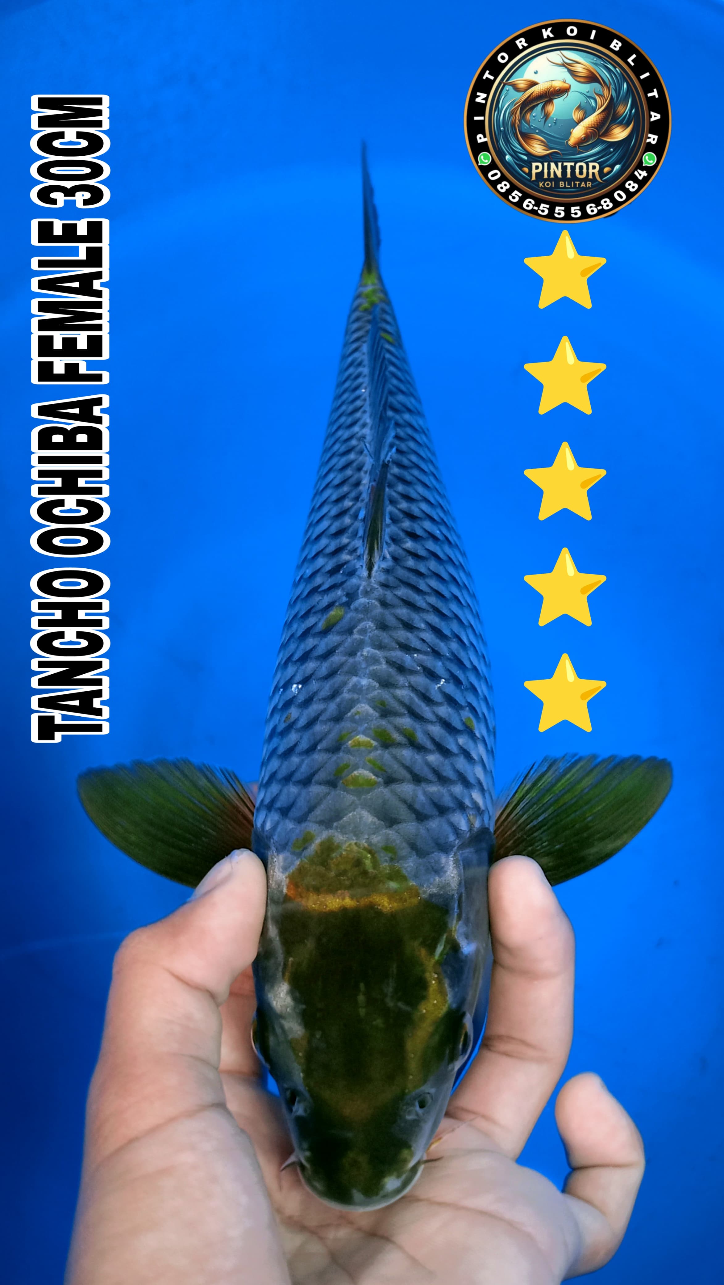 Lelang Koi Online, Jual Beli Ikan Koi, Pusat Jual Beli Koi, Info Lelang Koi Hari Ini, Platform Jual Beli Koi, Jual Beli Ikan Koi Online, Marketplace Ikan Koi, Jual Koi Terbaik, Tempat Beli Koi Berkualitas, Pasar Ikan Koi Online Terpercaya, Penjual Ikan Koi Terpercaya, Beli Koi Hias Online, Ikan Koi untuk Dijual, Koi Kualitas Terbaik, Toko Online Ikan Koi, Koi Hias Untuk Dijual, Jual Beli Ikan Koi Lokal, Koi Indonesia Online, Pusat Jual Beli Koi Terbesar