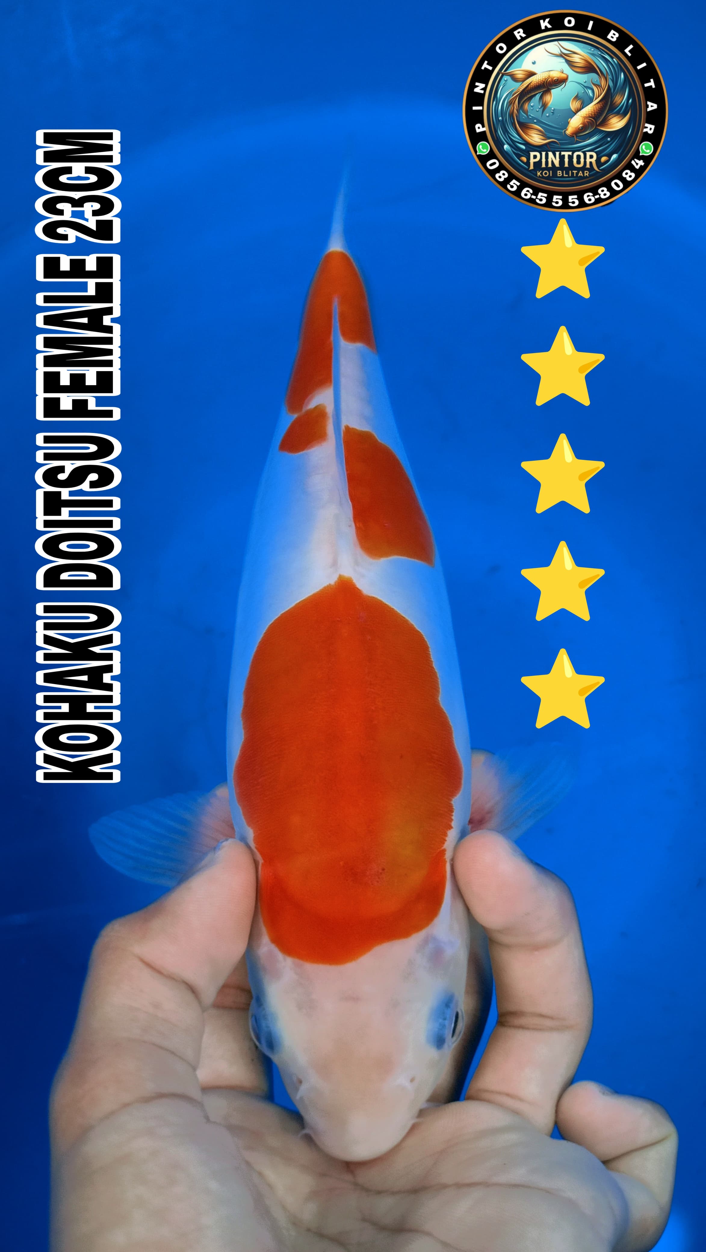 Lelang Koi Online, Jual Beli Ikan Koi, Pusat Jual Beli Koi, Info Lelang Koi Hari Ini, Platform Jual Beli Koi, Jual Beli Ikan Koi Online, Marketplace Ikan Koi, Jual Koi Terbaik, Tempat Beli Koi Berkualitas, Pasar Ikan Koi Online Terpercaya, Penjual Ikan Koi Terpercaya, Beli Koi Hias Online, Ikan Koi untuk Dijual, Koi Kualitas Terbaik, Toko Online Ikan Koi, Koi Hias Untuk Dijual, Jual Beli Ikan Koi Lokal, Koi Indonesia Online, Pusat Jual Beli Koi Terbesar