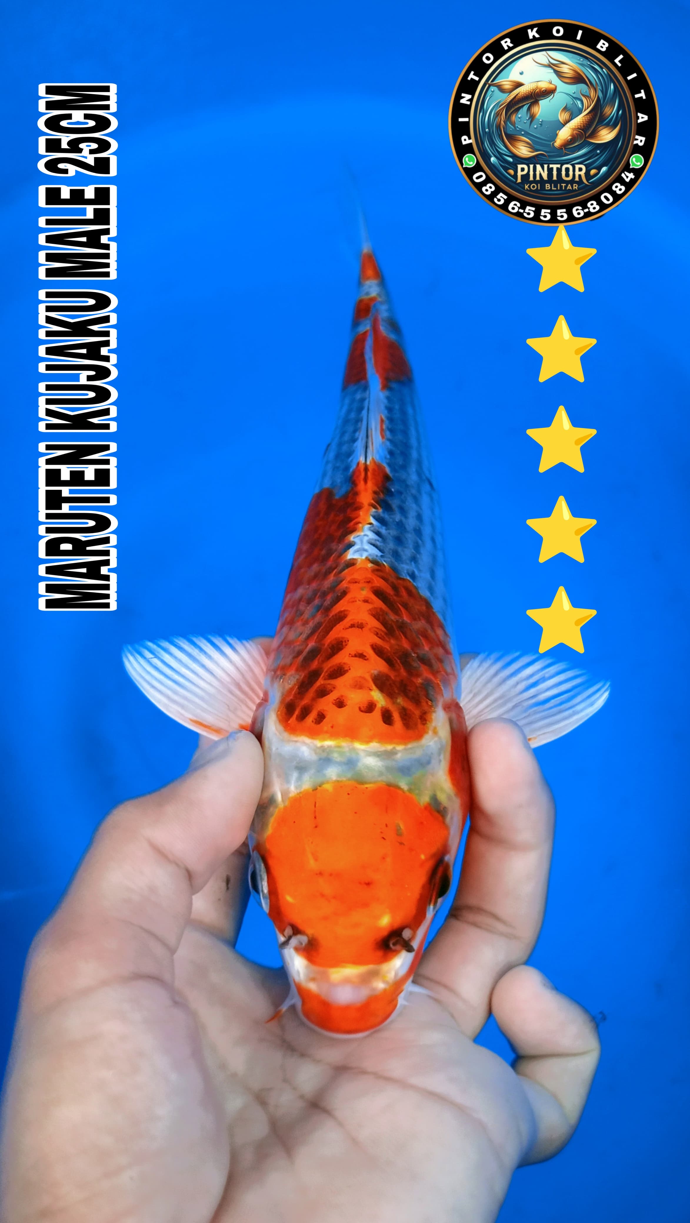 Lelang Koi Online, Jual Beli Ikan Koi, Pusat Jual Beli Koi, Info Lelang Koi Hari Ini, Platform Jual Beli Koi, Jual Beli Ikan Koi Online, Marketplace Ikan Koi, Jual Koi Terbaik, Tempat Beli Koi Berkualitas, Pasar Ikan Koi Online Terpercaya, Penjual Ikan Koi Terpercaya, Beli Koi Hias Online, Ikan Koi untuk Dijual, Koi Kualitas Terbaik, Toko Online Ikan Koi, Koi Hias Untuk Dijual, Jual Beli Ikan Koi Lokal, Koi Indonesia Online, Pusat Jual Beli Koi Terbesar