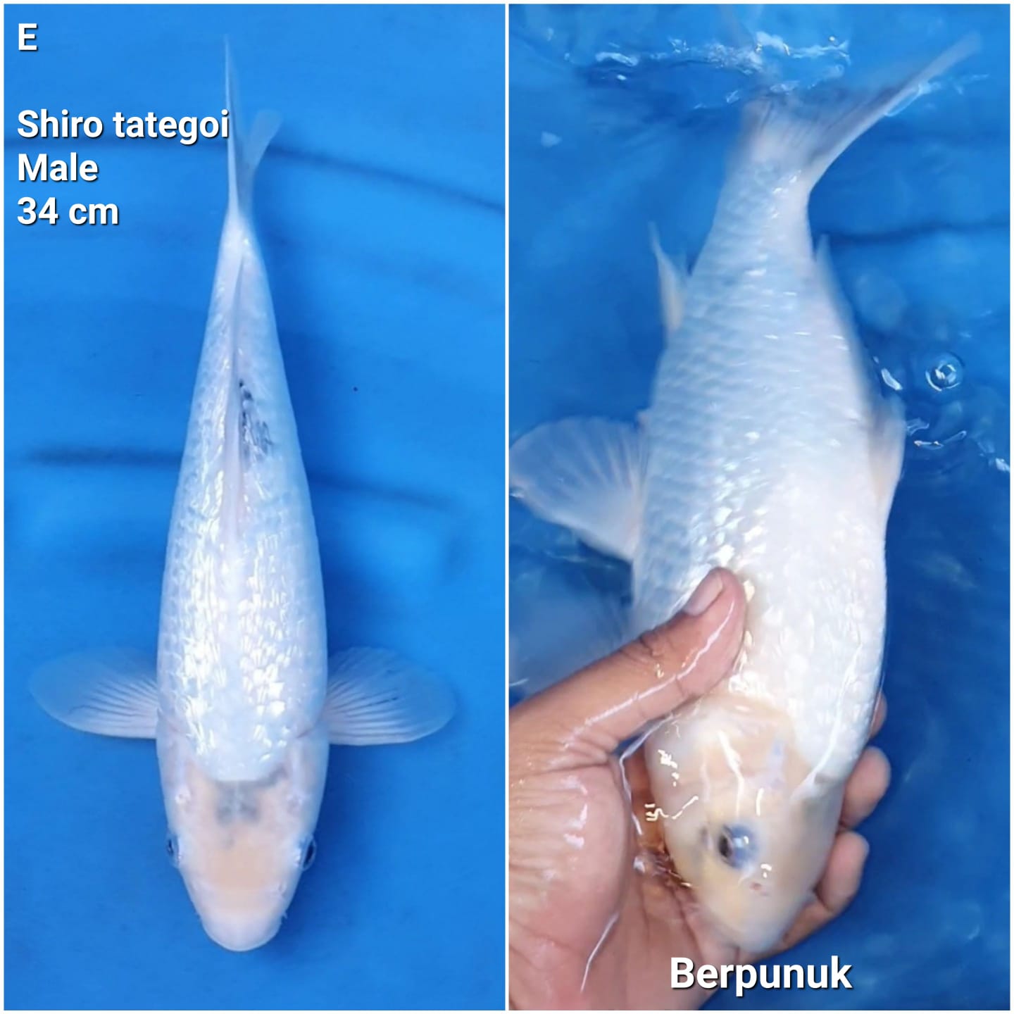 Lelang Koi Online, Jual Beli Ikan Koi, Pusat Jual Beli Koi, Info Lelang Koi Hari Ini, Platform Jual Beli Koi, Jual Beli Ikan Koi Online, Marketplace Ikan Koi, Jual Koi Terbaik, Tempat Beli Koi Berkualitas, Pasar Ikan Koi Online Terpercaya, Penjual Ikan Koi Terpercaya, Beli Koi Hias Online, Ikan Koi untuk Dijual, Koi Kualitas Terbaik, Toko Online Ikan Koi, Koi Hias Untuk Dijual, Jual Beli Ikan Koi Lokal, Koi Indonesia Online, Pusat Jual Beli Koi Terbesar