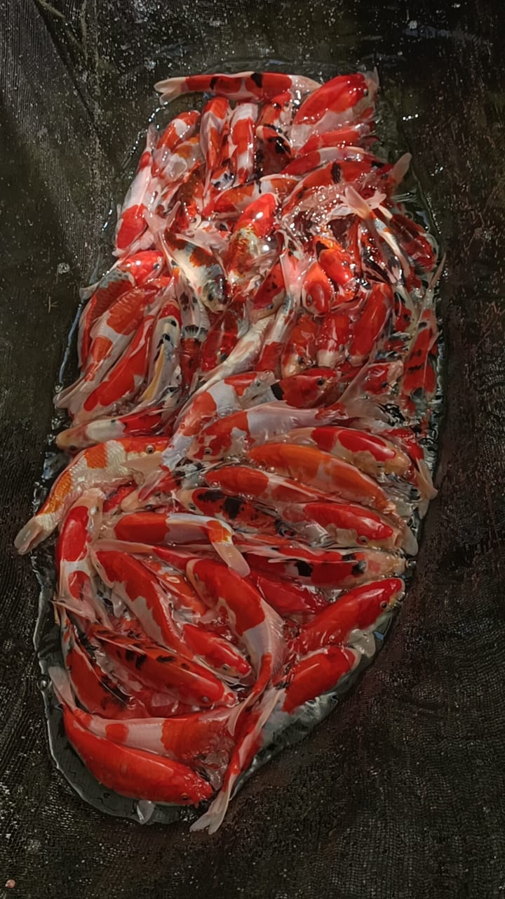 Lelang Koi Online, Jual Beli Ikan Koi, Pusat Jual Beli Koi, Info Lelang Koi Hari Ini, Platform Jual Beli Koi, Jual Beli Ikan Koi Online, Marketplace Ikan Koi, Jual Koi Terbaik, Tempat Beli Koi Berkualitas, Pasar Ikan Koi Online Terpercaya, Penjual Ikan Koi Terpercaya, Beli Koi Hias Online, Ikan Koi untuk Dijual, Koi Kualitas Terbaik, Toko Online Ikan Koi, Koi Hias Untuk Dijual, Jual Beli Ikan Koi Lokal, Koi Indonesia Online, Pusat Jual Beli Koi Terbesar