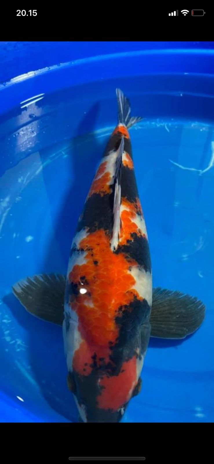 Lelang Koi Online, Jual Beli Ikan Koi, Pusat Jual Beli Koi, Info Lelang Koi Hari Ini, Platform Jual Beli Koi, Jual Beli Ikan Koi Online, Marketplace Ikan Koi, Jual Koi Terbaik, Tempat Beli Koi Berkualitas, Pasar Ikan Koi Online Terpercaya, Penjual Ikan Koi Terpercaya, Beli Koi Hias Online, Ikan Koi untuk Dijual, Koi Kualitas Terbaik, Toko Online Ikan Koi, Koi Hias Untuk Dijual, Jual Beli Ikan Koi Lokal, Koi Indonesia Online, Pusat Jual Beli Koi Terbesar