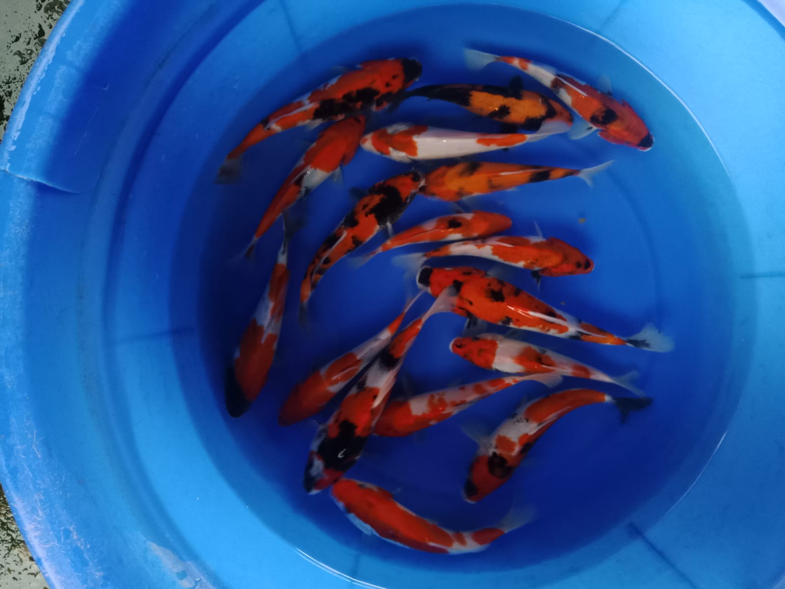 Lelang Koi Online, Jual Beli Ikan Koi, Pusat Jual Beli Koi, Info Lelang Koi Hari Ini, Platform Jual Beli Koi, Jual Beli Ikan Koi Online, Marketplace Ikan Koi, Jual Koi Terbaik, Tempat Beli Koi Berkualitas, Pasar Ikan Koi Online Terpercaya, Penjual Ikan Koi Terpercaya, Beli Koi Hias Online, Ikan Koi untuk Dijual, Koi Kualitas Terbaik, Toko Online Ikan Koi, Koi Hias Untuk Dijual, Jual Beli Ikan Koi Lokal, Koi Indonesia Online, Pusat Jual Beli Koi Terbesar