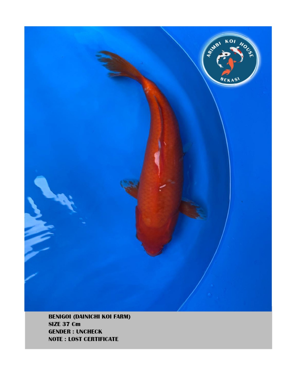 Lelang Koi Online, Jual Beli Ikan Koi, Pusat Jual Beli Koi, Info Lelang Koi Hari Ini, Platform Jual Beli Koi, Jual Beli Ikan Koi Online, Marketplace Ikan Koi, Jual Koi Terbaik, Tempat Beli Koi Berkualitas, Pasar Ikan Koi Online Terpercaya, Penjual Ikan Koi Terpercaya, Beli Koi Hias Online, Ikan Koi untuk Dijual, Koi Kualitas Terbaik, Toko Online Ikan Koi, Koi Hias Untuk Dijual, Jual Beli Ikan Koi Lokal, Koi Indonesia Online, Pusat Jual Beli Koi Terbesar