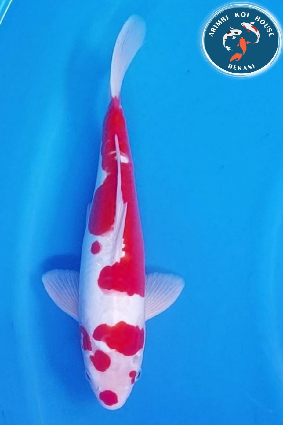 Lelang Koi Online, Jual Beli Ikan Koi, Pusat Jual Beli Koi, Info Lelang Koi Hari Ini, Platform Jual Beli Koi, Jual Beli Ikan Koi Online, Marketplace Ikan Koi, Jual Koi Terbaik, Tempat Beli Koi Berkualitas, Pasar Ikan Koi Online Terpercaya, Penjual Ikan Koi Terpercaya, Beli Koi Hias Online, Ikan Koi untuk Dijual, Koi Kualitas Terbaik, Toko Online Ikan Koi, Koi Hias Untuk Dijual, Jual Beli Ikan Koi Lokal, Koi Indonesia Online, Pusat Jual Beli Koi Terbesar