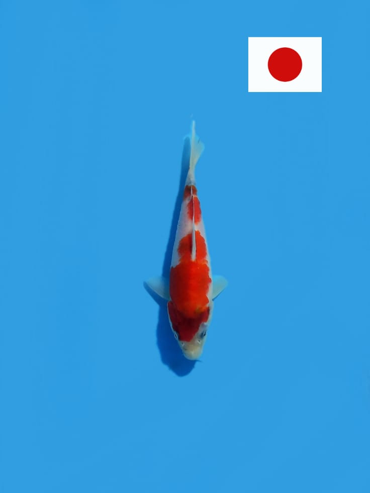 Lelang Koi Online, Jual Beli Ikan Koi, Pusat Jual Beli Koi, Info Lelang Koi Hari Ini, Platform Jual Beli Koi, Jual Beli Ikan Koi Online, Marketplace Ikan Koi, Jual Koi Terbaik, Tempat Beli Koi Berkualitas, Pasar Ikan Koi Online Terpercaya, Penjual Ikan Koi Terpercaya, Beli Koi Hias Online, Ikan Koi untuk Dijual, Koi Kualitas Terbaik, Toko Online Ikan Koi, Koi Hias Untuk Dijual, Jual Beli Ikan Koi Lokal, Koi Indonesia Online, Pusat Jual Beli Koi Terbesar