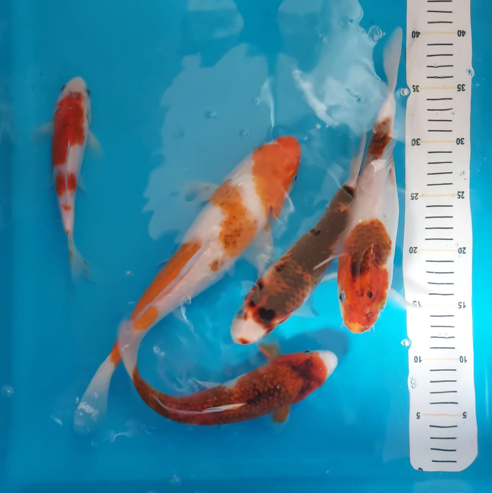 Lelang Koi Online, Jual Beli Ikan Koi, Pusat Jual Beli Koi, Info Lelang Koi Hari Ini, Platform Jual Beli Koi, Jual Beli Ikan Koi Online, Marketplace Ikan Koi, Jual Koi Terbaik, Tempat Beli Koi Berkualitas, Pasar Ikan Koi Online Terpercaya, Penjual Ikan Koi Terpercaya, Beli Koi Hias Online, Ikan Koi untuk Dijual, Koi Kualitas Terbaik, Toko Online Ikan Koi, Koi Hias Untuk Dijual, Jual Beli Ikan Koi Lokal, Koi Indonesia Online, Pusat Jual Beli Koi Terbesar