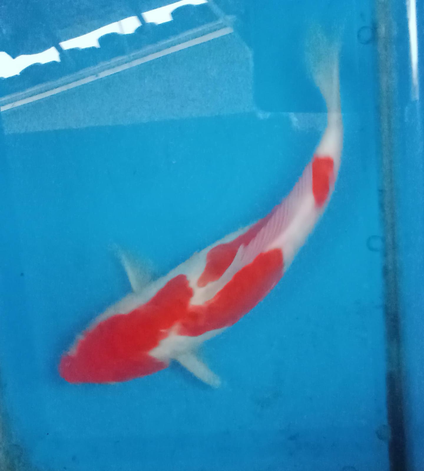 Lelang Koi Online, Jual Beli Ikan Koi, Pusat Jual Beli Koi, Info Lelang Koi Hari Ini, Platform Jual Beli Koi, Jual Beli Ikan Koi Online, Marketplace Ikan Koi, Jual Koi Terbaik, Tempat Beli Koi Berkualitas, Pasar Ikan Koi Online Terpercaya, Penjual Ikan Koi Terpercaya, Beli Koi Hias Online, Ikan Koi untuk Dijual, Koi Kualitas Terbaik, Toko Online Ikan Koi, Koi Hias Untuk Dijual, Jual Beli Ikan Koi Lokal, Koi Indonesia Online, Pusat Jual Beli Koi Terbesar