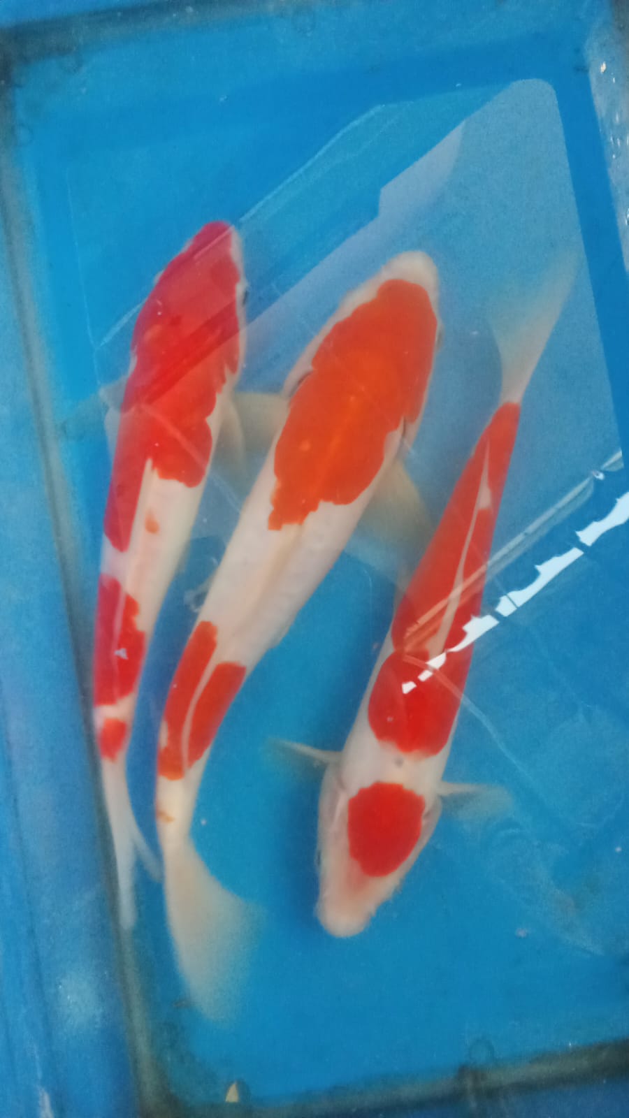 Lelang Koi Online, Jual Beli Ikan Koi, Pusat Jual Beli Koi, Info Lelang Koi Hari Ini, Platform Jual Beli Koi, Jual Beli Ikan Koi Online, Marketplace Ikan Koi, Jual Koi Terbaik, Tempat Beli Koi Berkualitas, Pasar Ikan Koi Online Terpercaya, Penjual Ikan Koi Terpercaya, Beli Koi Hias Online, Ikan Koi untuk Dijual, Koi Kualitas Terbaik, Toko Online Ikan Koi, Koi Hias Untuk Dijual, Jual Beli Ikan Koi Lokal, Koi Indonesia Online, Pusat Jual Beli Koi Terbesar