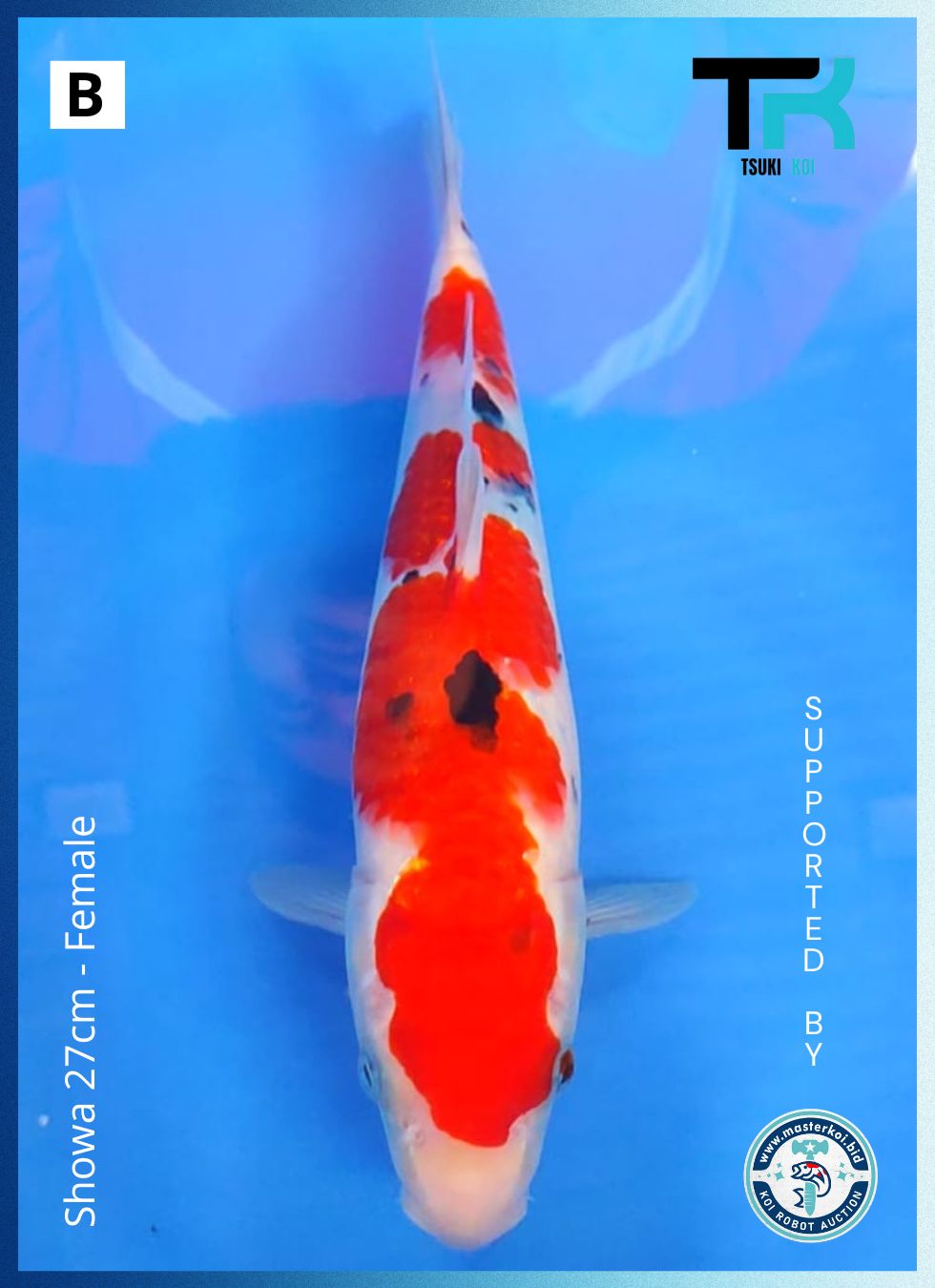 Lelang Koi Online, Jual Beli Ikan Koi, Pusat Jual Beli Koi, Info Lelang Koi Hari Ini, Platform Jual Beli Koi, Jual Beli Ikan Koi Online, Marketplace Ikan Koi, Jual Koi Terbaik, Tempat Beli Koi Berkualitas, Pasar Ikan Koi Online Terpercaya, Penjual Ikan Koi Terpercaya, Beli Koi Hias Online, Ikan Koi untuk Dijual, Koi Kualitas Terbaik, Toko Online Ikan Koi, Koi Hias Untuk Dijual, Jual Beli Ikan Koi Lokal, Koi Indonesia Online, Pusat Jual Beli Koi Terbesar