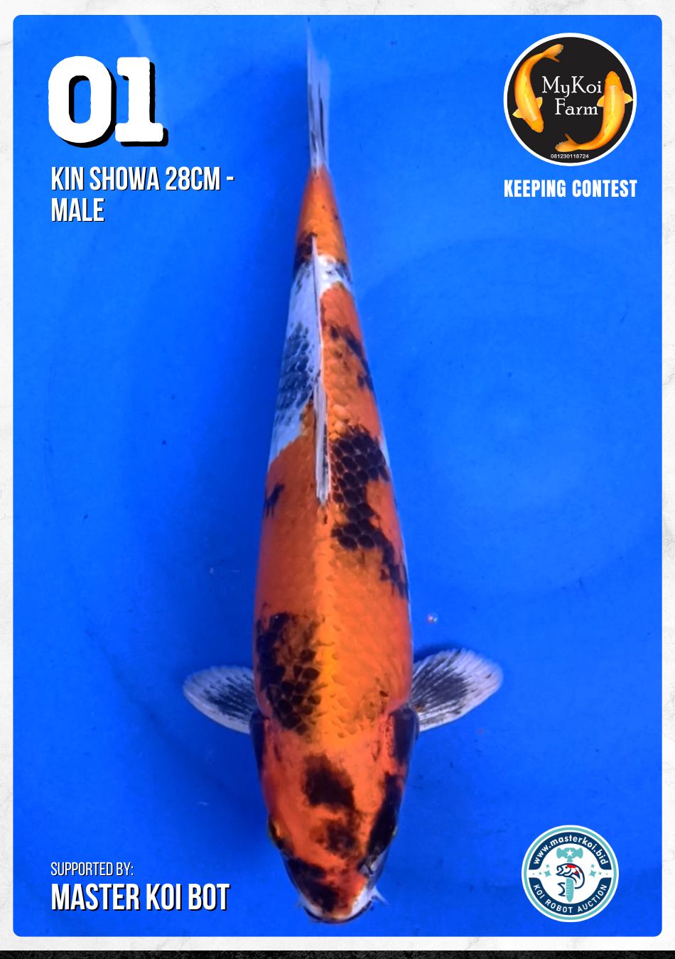 Lelang Koi Online, Jual Beli Ikan Koi, Pusat Jual Beli Koi, Info Lelang Koi Hari Ini, Platform Jual Beli Koi, Jual Beli Ikan Koi Online, Marketplace Ikan Koi, Jual Koi Terbaik, Tempat Beli Koi Berkualitas, Pasar Ikan Koi Online Terpercaya, Penjual Ikan Koi Terpercaya, Beli Koi Hias Online, Ikan Koi untuk Dijual, Koi Kualitas Terbaik, Toko Online Ikan Koi, Koi Hias Untuk Dijual, Jual Beli Ikan Koi Lokal, Koi Indonesia Online, Pusat Jual Beli Koi Terbesar