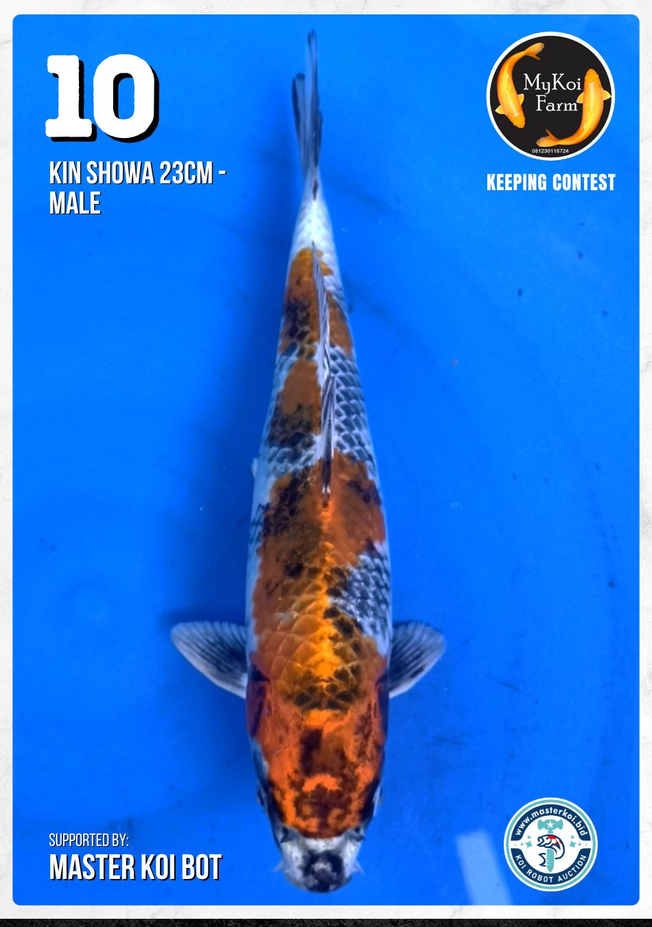 Lelang Koi Online, Jual Beli Ikan Koi, Pusat Jual Beli Koi, Info Lelang Koi Hari Ini, Platform Jual Beli Koi, Jual Beli Ikan Koi Online, Marketplace Ikan Koi, Jual Koi Terbaik, Tempat Beli Koi Berkualitas, Pasar Ikan Koi Online Terpercaya, Penjual Ikan Koi Terpercaya, Beli Koi Hias Online, Ikan Koi untuk Dijual, Koi Kualitas Terbaik, Toko Online Ikan Koi, Koi Hias Untuk Dijual, Jual Beli Ikan Koi Lokal, Koi Indonesia Online, Pusat Jual Beli Koi Terbesar