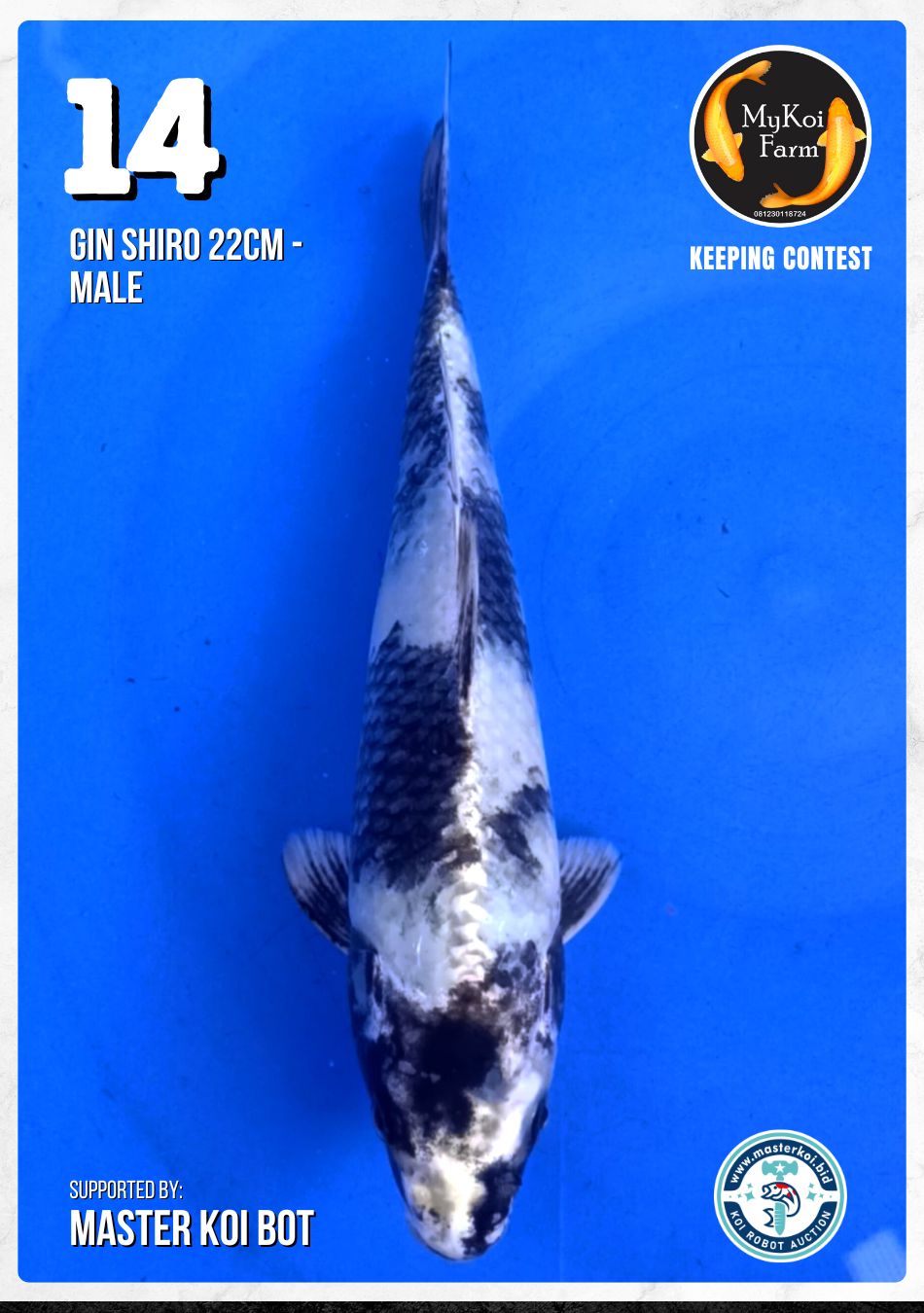 Lelang Koi Online, Jual Beli Ikan Koi, Pusat Jual Beli Koi, Info Lelang Koi Hari Ini, Platform Jual Beli Koi, Jual Beli Ikan Koi Online, Marketplace Ikan Koi, Jual Koi Terbaik, Tempat Beli Koi Berkualitas, Pasar Ikan Koi Online Terpercaya, Penjual Ikan Koi Terpercaya, Beli Koi Hias Online, Ikan Koi untuk Dijual, Koi Kualitas Terbaik, Toko Online Ikan Koi, Koi Hias Untuk Dijual, Jual Beli Ikan Koi Lokal, Koi Indonesia Online, Pusat Jual Beli Koi Terbesar