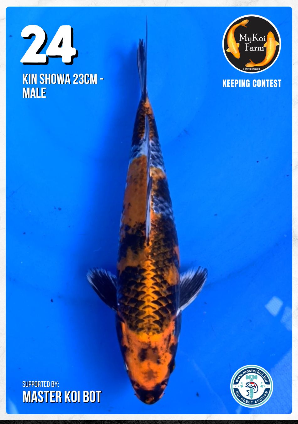 Lelang Koi Online, Jual Beli Ikan Koi, Pusat Jual Beli Koi, Info Lelang Koi Hari Ini, Platform Jual Beli Koi, Jual Beli Ikan Koi Online, Marketplace Ikan Koi, Jual Koi Terbaik, Tempat Beli Koi Berkualitas, Pasar Ikan Koi Online Terpercaya, Penjual Ikan Koi Terpercaya, Beli Koi Hias Online, Ikan Koi untuk Dijual, Koi Kualitas Terbaik, Toko Online Ikan Koi, Koi Hias Untuk Dijual, Jual Beli Ikan Koi Lokal, Koi Indonesia Online, Pusat Jual Beli Koi Terbesar