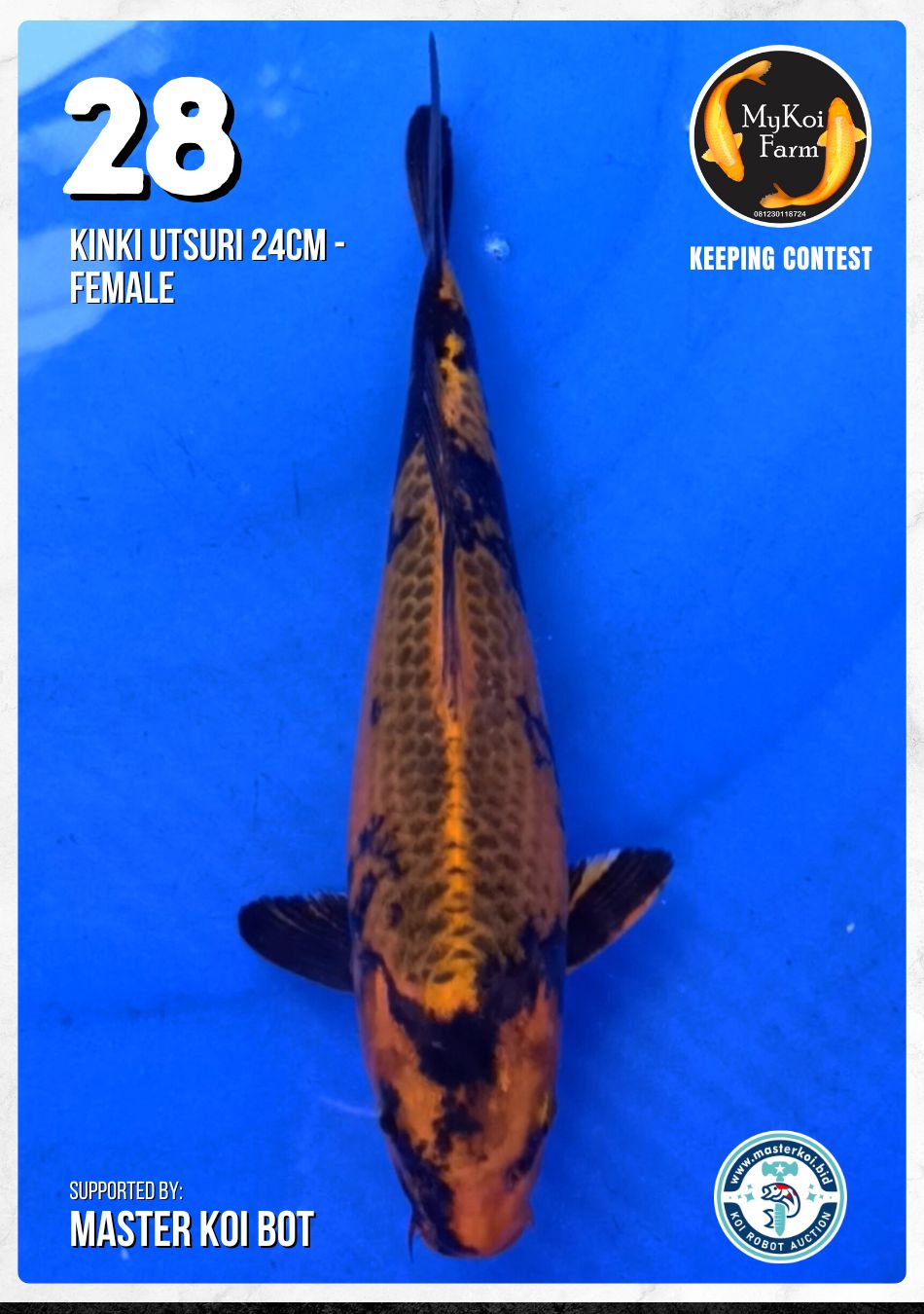 Lelang Koi Online, Jual Beli Ikan Koi, Pusat Jual Beli Koi, Info Lelang Koi Hari Ini, Platform Jual Beli Koi, Jual Beli Ikan Koi Online, Marketplace Ikan Koi, Jual Koi Terbaik, Tempat Beli Koi Berkualitas, Pasar Ikan Koi Online Terpercaya, Penjual Ikan Koi Terpercaya, Beli Koi Hias Online, Ikan Koi untuk Dijual, Koi Kualitas Terbaik, Toko Online Ikan Koi, Koi Hias Untuk Dijual, Jual Beli Ikan Koi Lokal, Koi Indonesia Online, Pusat Jual Beli Koi Terbesar