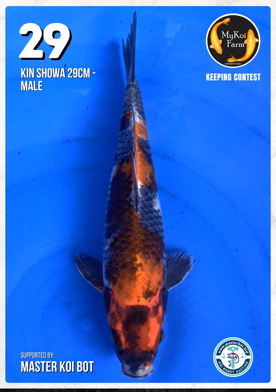 Lelang Koi Online, Jual Beli Ikan Koi, Pusat Jual Beli Koi, Info Lelang Koi Hari Ini, Platform Jual Beli Koi, Jual Beli Ikan Koi Online, Marketplace Ikan Koi, Jual Koi Terbaik, Tempat Beli Koi Berkualitas, Pasar Ikan Koi Online Terpercaya, Penjual Ikan Koi Terpercaya, Beli Koi Hias Online, Ikan Koi untuk Dijual, Koi Kualitas Terbaik, Toko Online Ikan Koi, Koi Hias Untuk Dijual, Jual Beli Ikan Koi Lokal, Koi Indonesia Online, Pusat Jual Beli Koi Terbesar