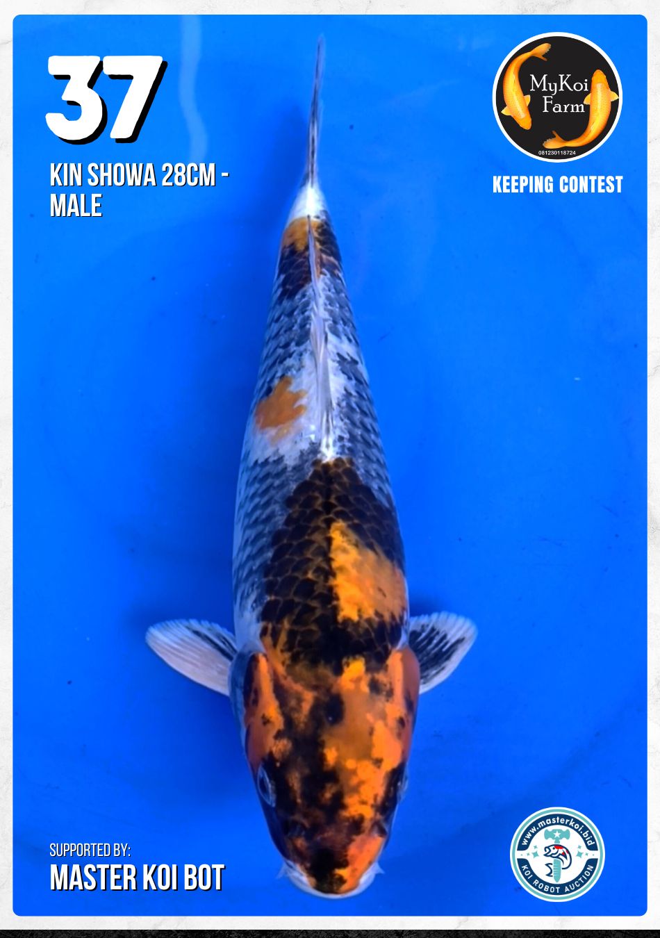 Lelang Koi Online, Jual Beli Ikan Koi, Pusat Jual Beli Koi, Info Lelang Koi Hari Ini, Platform Jual Beli Koi, Jual Beli Ikan Koi Online, Marketplace Ikan Koi, Jual Koi Terbaik, Tempat Beli Koi Berkualitas, Pasar Ikan Koi Online Terpercaya, Penjual Ikan Koi Terpercaya, Beli Koi Hias Online, Ikan Koi untuk Dijual, Koi Kualitas Terbaik, Toko Online Ikan Koi, Koi Hias Untuk Dijual, Jual Beli Ikan Koi Lokal, Koi Indonesia Online, Pusat Jual Beli Koi Terbesar