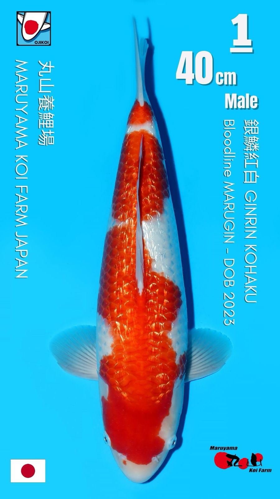 Lelang Koi Online, Jual Beli Ikan Koi, Pusat Jual Beli Koi, Info Lelang Koi Hari Ini, Platform Jual Beli Koi, Jual Beli Ikan Koi Online, Marketplace Ikan Koi, Jual Koi Terbaik, Tempat Beli Koi Berkualitas, Pasar Ikan Koi Online Terpercaya, Penjual Ikan Koi Terpercaya, Beli Koi Hias Online, Ikan Koi untuk Dijual, Koi Kualitas Terbaik, Toko Online Ikan Koi, Koi Hias Untuk Dijual, Jual Beli Ikan Koi Lokal, Koi Indonesia Online, Pusat Jual Beli Koi Terbesar