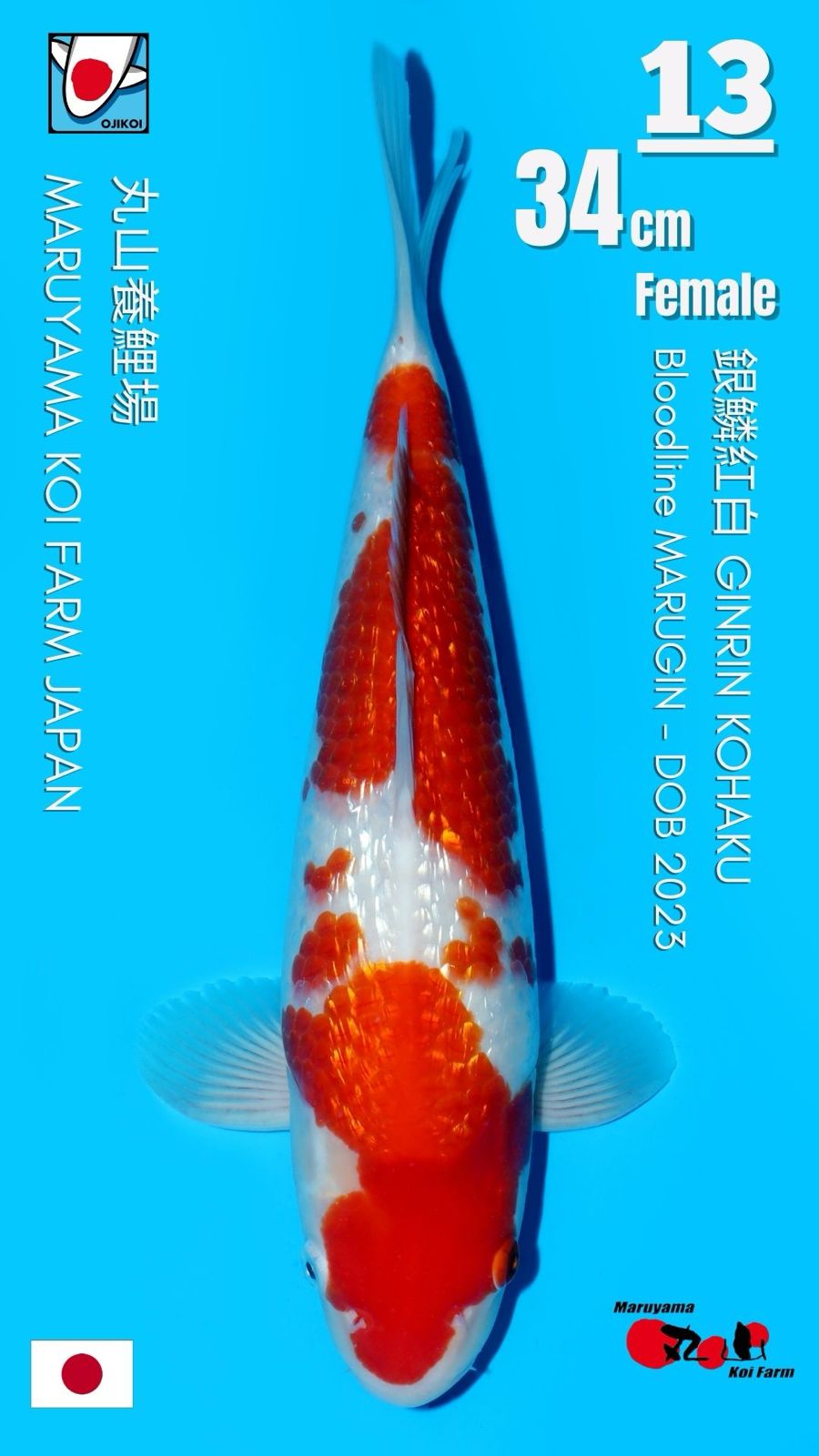 Lelang Koi Online, Jual Beli Ikan Koi, Pusat Jual Beli Koi, Info Lelang Koi Hari Ini, Platform Jual Beli Koi, Jual Beli Ikan Koi Online, Marketplace Ikan Koi, Jual Koi Terbaik, Tempat Beli Koi Berkualitas, Pasar Ikan Koi Online Terpercaya, Penjual Ikan Koi Terpercaya, Beli Koi Hias Online, Ikan Koi untuk Dijual, Koi Kualitas Terbaik, Toko Online Ikan Koi, Koi Hias Untuk Dijual, Jual Beli Ikan Koi Lokal, Koi Indonesia Online, Pusat Jual Beli Koi Terbesar