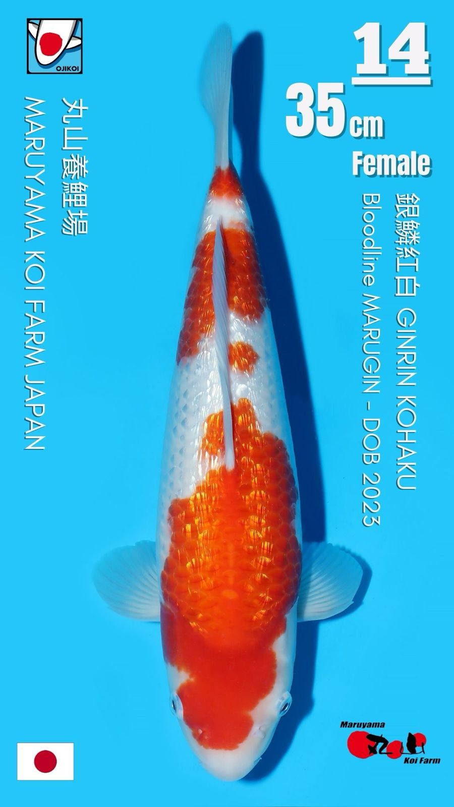 Lelang Koi Online, Jual Beli Ikan Koi, Pusat Jual Beli Koi, Info Lelang Koi Hari Ini, Platform Jual Beli Koi, Jual Beli Ikan Koi Online, Marketplace Ikan Koi, Jual Koi Terbaik, Tempat Beli Koi Berkualitas, Pasar Ikan Koi Online Terpercaya, Penjual Ikan Koi Terpercaya, Beli Koi Hias Online, Ikan Koi untuk Dijual, Koi Kualitas Terbaik, Toko Online Ikan Koi, Koi Hias Untuk Dijual, Jual Beli Ikan Koi Lokal, Koi Indonesia Online, Pusat Jual Beli Koi Terbesar