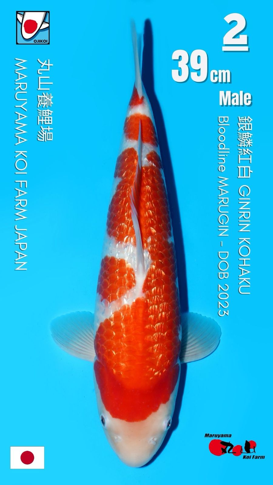 Lelang Koi Online, Jual Beli Ikan Koi, Pusat Jual Beli Koi, Info Lelang Koi Hari Ini, Platform Jual Beli Koi, Jual Beli Ikan Koi Online, Marketplace Ikan Koi, Jual Koi Terbaik, Tempat Beli Koi Berkualitas, Pasar Ikan Koi Online Terpercaya, Penjual Ikan Koi Terpercaya, Beli Koi Hias Online, Ikan Koi untuk Dijual, Koi Kualitas Terbaik, Toko Online Ikan Koi, Koi Hias Untuk Dijual, Jual Beli Ikan Koi Lokal, Koi Indonesia Online, Pusat Jual Beli Koi Terbesar