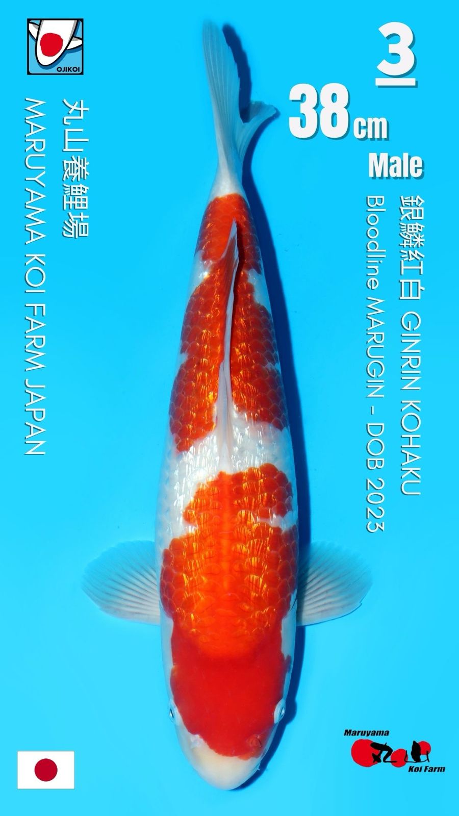 Lelang Koi Online, Jual Beli Ikan Koi, Pusat Jual Beli Koi, Info Lelang Koi Hari Ini, Platform Jual Beli Koi, Jual Beli Ikan Koi Online, Marketplace Ikan Koi, Jual Koi Terbaik, Tempat Beli Koi Berkualitas, Pasar Ikan Koi Online Terpercaya, Penjual Ikan Koi Terpercaya, Beli Koi Hias Online, Ikan Koi untuk Dijual, Koi Kualitas Terbaik, Toko Online Ikan Koi, Koi Hias Untuk Dijual, Jual Beli Ikan Koi Lokal, Koi Indonesia Online, Pusat Jual Beli Koi Terbesar