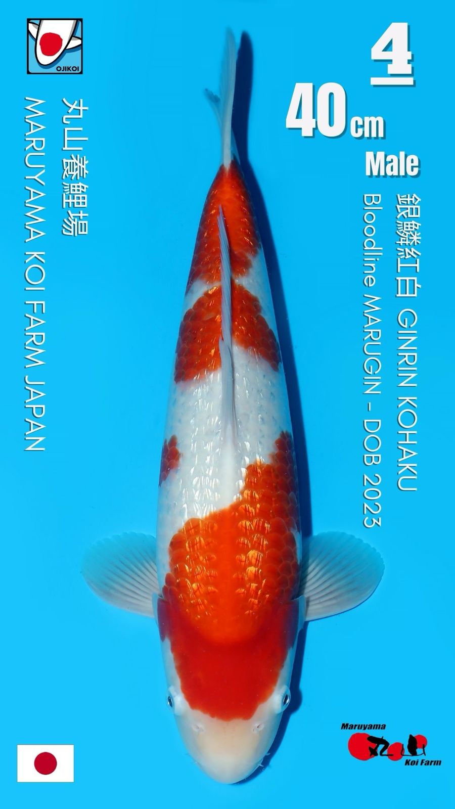 Lelang Koi Online, Jual Beli Ikan Koi, Pusat Jual Beli Koi, Info Lelang Koi Hari Ini, Platform Jual Beli Koi, Jual Beli Ikan Koi Online, Marketplace Ikan Koi, Jual Koi Terbaik, Tempat Beli Koi Berkualitas, Pasar Ikan Koi Online Terpercaya, Penjual Ikan Koi Terpercaya, Beli Koi Hias Online, Ikan Koi untuk Dijual, Koi Kualitas Terbaik, Toko Online Ikan Koi, Koi Hias Untuk Dijual, Jual Beli Ikan Koi Lokal, Koi Indonesia Online, Pusat Jual Beli Koi Terbesar