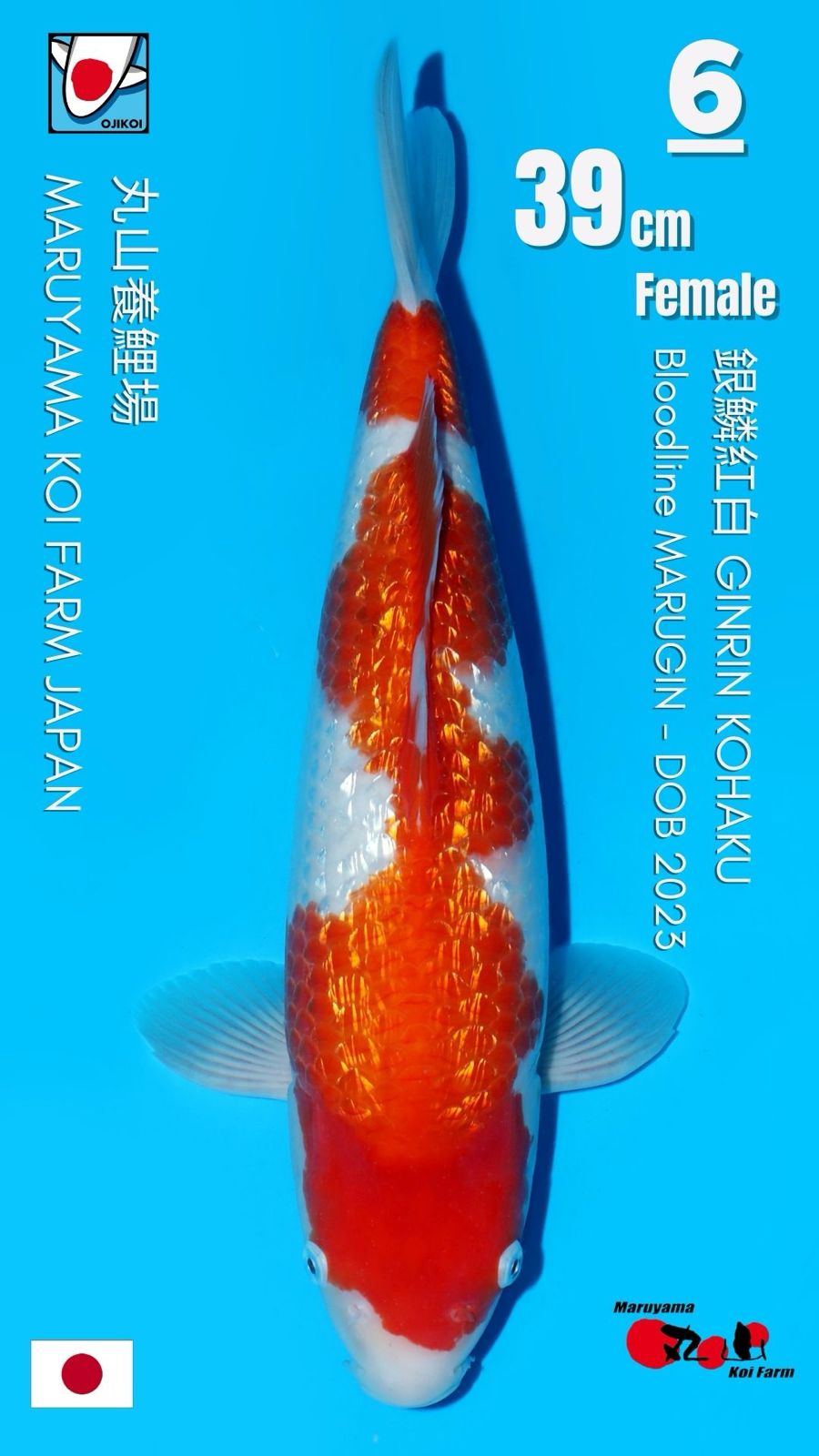 Lelang Koi Online, Jual Beli Ikan Koi, Pusat Jual Beli Koi, Info Lelang Koi Hari Ini, Platform Jual Beli Koi, Jual Beli Ikan Koi Online, Marketplace Ikan Koi, Jual Koi Terbaik, Tempat Beli Koi Berkualitas, Pasar Ikan Koi Online Terpercaya, Penjual Ikan Koi Terpercaya, Beli Koi Hias Online, Ikan Koi untuk Dijual, Koi Kualitas Terbaik, Toko Online Ikan Koi, Koi Hias Untuk Dijual, Jual Beli Ikan Koi Lokal, Koi Indonesia Online, Pusat Jual Beli Koi Terbesar