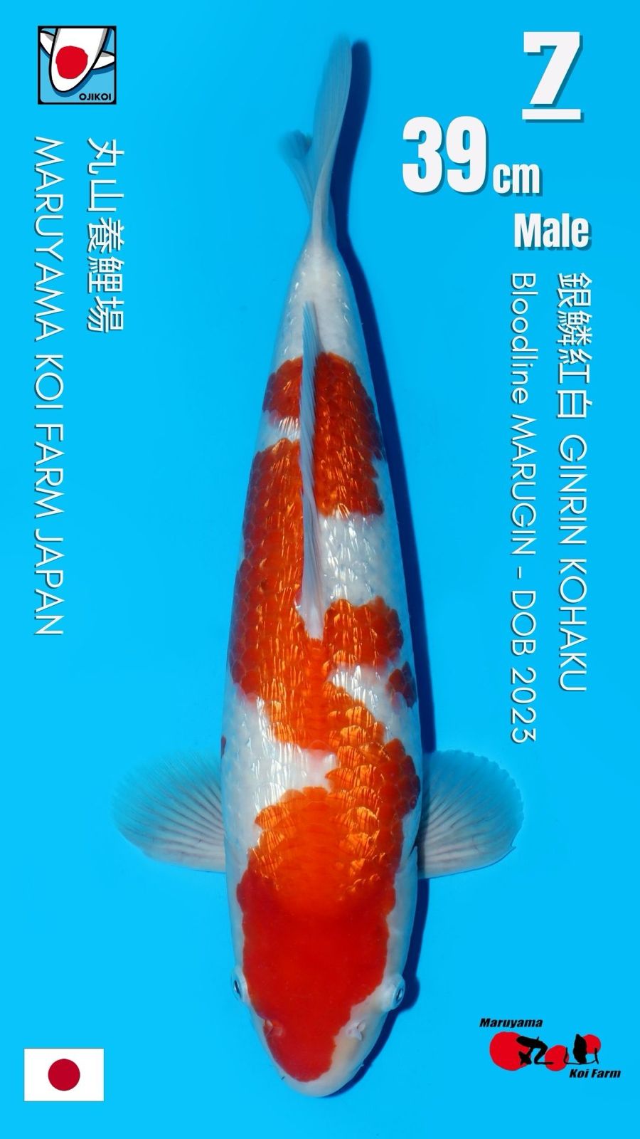 Lelang Koi Online, Jual Beli Ikan Koi, Pusat Jual Beli Koi, Info Lelang Koi Hari Ini, Platform Jual Beli Koi, Jual Beli Ikan Koi Online, Marketplace Ikan Koi, Jual Koi Terbaik, Tempat Beli Koi Berkualitas, Pasar Ikan Koi Online Terpercaya, Penjual Ikan Koi Terpercaya, Beli Koi Hias Online, Ikan Koi untuk Dijual, Koi Kualitas Terbaik, Toko Online Ikan Koi, Koi Hias Untuk Dijual, Jual Beli Ikan Koi Lokal, Koi Indonesia Online, Pusat Jual Beli Koi Terbesar