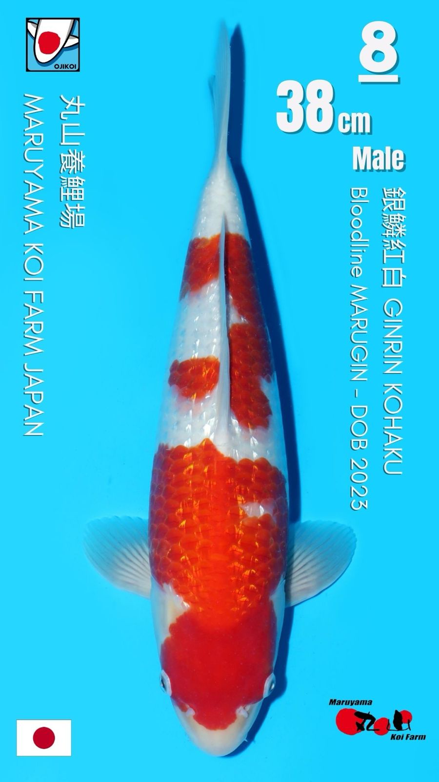 Lelang Koi Online, Jual Beli Ikan Koi, Pusat Jual Beli Koi, Info Lelang Koi Hari Ini, Platform Jual Beli Koi, Jual Beli Ikan Koi Online, Marketplace Ikan Koi, Jual Koi Terbaik, Tempat Beli Koi Berkualitas, Pasar Ikan Koi Online Terpercaya, Penjual Ikan Koi Terpercaya, Beli Koi Hias Online, Ikan Koi untuk Dijual, Koi Kualitas Terbaik, Toko Online Ikan Koi, Koi Hias Untuk Dijual, Jual Beli Ikan Koi Lokal, Koi Indonesia Online, Pusat Jual Beli Koi Terbesar