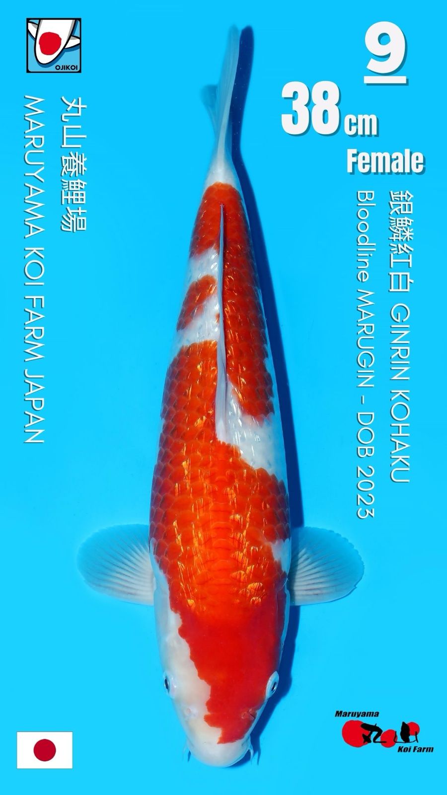 Lelang Koi Online, Jual Beli Ikan Koi, Pusat Jual Beli Koi, Info Lelang Koi Hari Ini, Platform Jual Beli Koi, Jual Beli Ikan Koi Online, Marketplace Ikan Koi, Jual Koi Terbaik, Tempat Beli Koi Berkualitas, Pasar Ikan Koi Online Terpercaya, Penjual Ikan Koi Terpercaya, Beli Koi Hias Online, Ikan Koi untuk Dijual, Koi Kualitas Terbaik, Toko Online Ikan Koi, Koi Hias Untuk Dijual, Jual Beli Ikan Koi Lokal, Koi Indonesia Online, Pusat Jual Beli Koi Terbesar