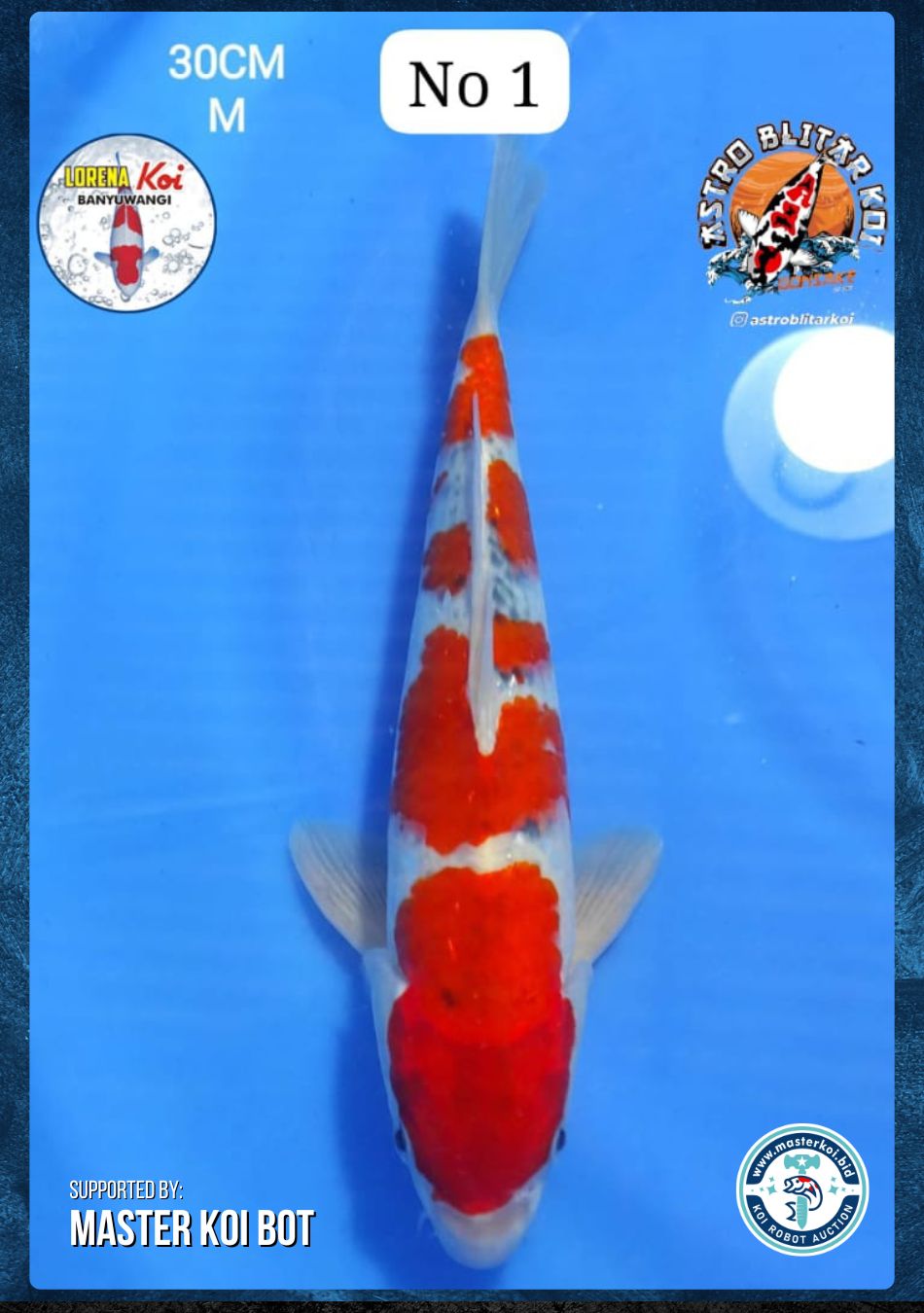 Lelang Koi Online, Jual Beli Ikan Koi, Pusat Jual Beli Koi, Info Lelang Koi Hari Ini, Platform Jual Beli Koi, Jual Beli Ikan Koi Online, Marketplace Ikan Koi, Jual Koi Terbaik, Tempat Beli Koi Berkualitas, Pasar Ikan Koi Online Terpercaya, Penjual Ikan Koi Terpercaya, Beli Koi Hias Online, Ikan Koi untuk Dijual, Koi Kualitas Terbaik, Toko Online Ikan Koi, Koi Hias Untuk Dijual, Jual Beli Ikan Koi Lokal, Koi Indonesia Online, Pusat Jual Beli Koi Terbesar