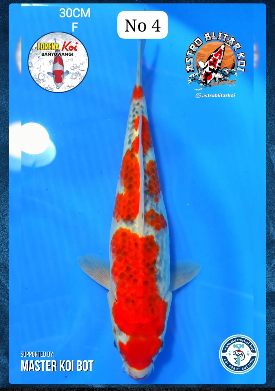 Lelang Koi Online, Jual Beli Ikan Koi, Pusat Jual Beli Koi, Info Lelang Koi Hari Ini, Platform Jual Beli Koi, Jual Beli Ikan Koi Online, Marketplace Ikan Koi, Jual Koi Terbaik, Tempat Beli Koi Berkualitas, Pasar Ikan Koi Online Terpercaya, Penjual Ikan Koi Terpercaya, Beli Koi Hias Online, Ikan Koi untuk Dijual, Koi Kualitas Terbaik, Toko Online Ikan Koi, Koi Hias Untuk Dijual, Jual Beli Ikan Koi Lokal, Koi Indonesia Online, Pusat Jual Beli Koi Terbesar