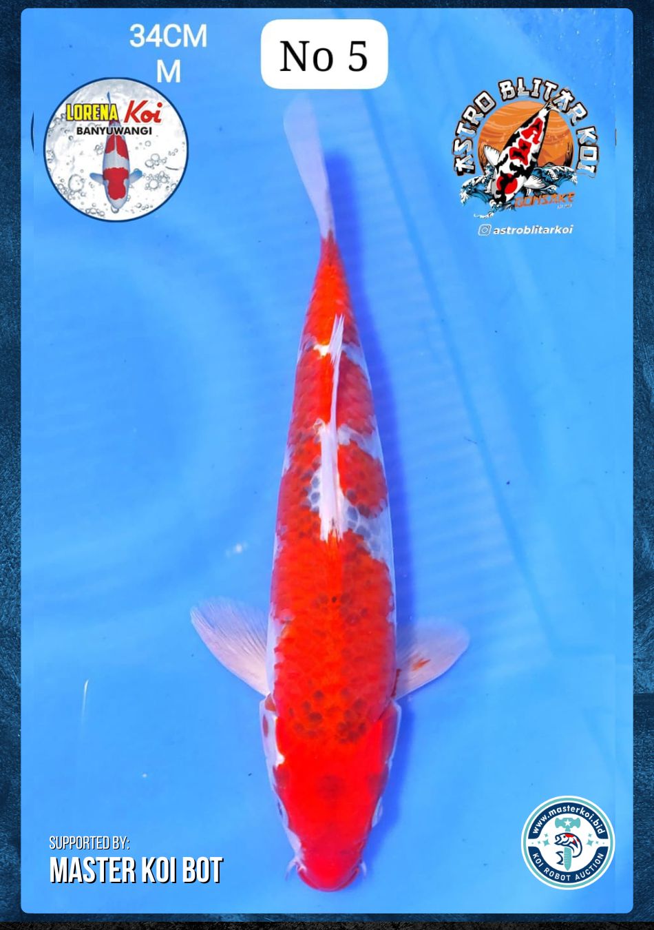 Lelang Koi Online, Jual Beli Ikan Koi, Pusat Jual Beli Koi, Info Lelang Koi Hari Ini, Platform Jual Beli Koi, Jual Beli Ikan Koi Online, Marketplace Ikan Koi, Jual Koi Terbaik, Tempat Beli Koi Berkualitas, Pasar Ikan Koi Online Terpercaya, Penjual Ikan Koi Terpercaya, Beli Koi Hias Online, Ikan Koi untuk Dijual, Koi Kualitas Terbaik, Toko Online Ikan Koi, Koi Hias Untuk Dijual, Jual Beli Ikan Koi Lokal, Koi Indonesia Online, Pusat Jual Beli Koi Terbesar