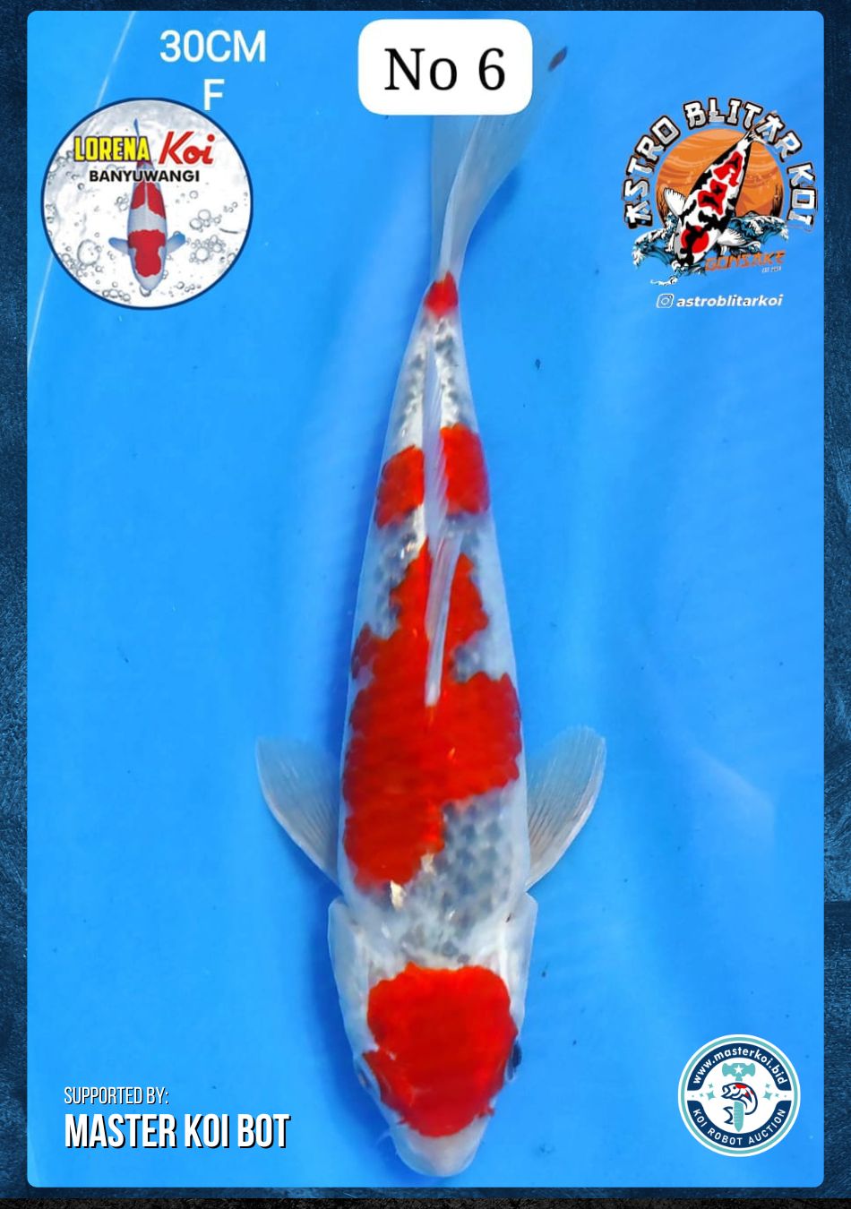 Lelang Koi Online, Jual Beli Ikan Koi, Pusat Jual Beli Koi, Info Lelang Koi Hari Ini, Platform Jual Beli Koi, Jual Beli Ikan Koi Online, Marketplace Ikan Koi, Jual Koi Terbaik, Tempat Beli Koi Berkualitas, Pasar Ikan Koi Online Terpercaya, Penjual Ikan Koi Terpercaya, Beli Koi Hias Online, Ikan Koi untuk Dijual, Koi Kualitas Terbaik, Toko Online Ikan Koi, Koi Hias Untuk Dijual, Jual Beli Ikan Koi Lokal, Koi Indonesia Online, Pusat Jual Beli Koi Terbesar