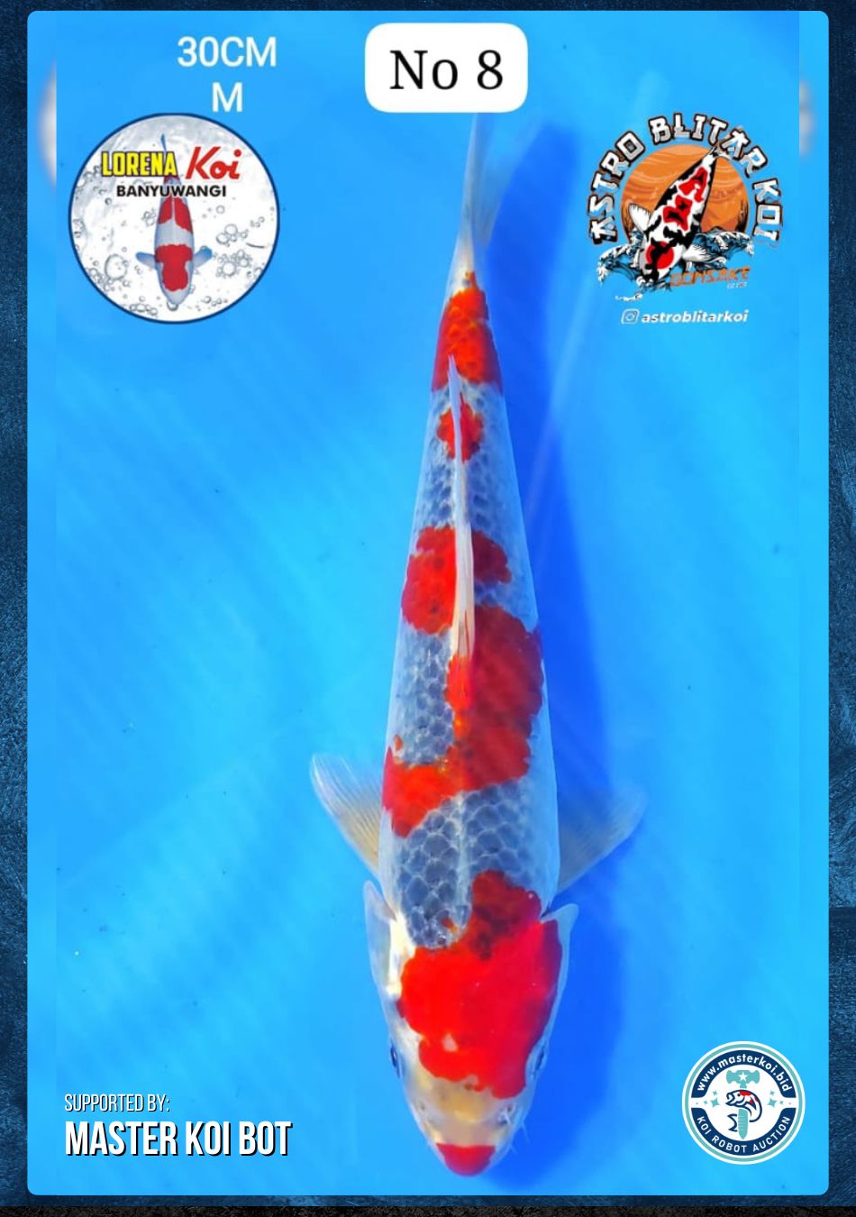 Lelang Koi Online, Jual Beli Ikan Koi, Pusat Jual Beli Koi, Info Lelang Koi Hari Ini, Platform Jual Beli Koi, Jual Beli Ikan Koi Online, Marketplace Ikan Koi, Jual Koi Terbaik, Tempat Beli Koi Berkualitas, Pasar Ikan Koi Online Terpercaya, Penjual Ikan Koi Terpercaya, Beli Koi Hias Online, Ikan Koi untuk Dijual, Koi Kualitas Terbaik, Toko Online Ikan Koi, Koi Hias Untuk Dijual, Jual Beli Ikan Koi Lokal, Koi Indonesia Online, Pusat Jual Beli Koi Terbesar