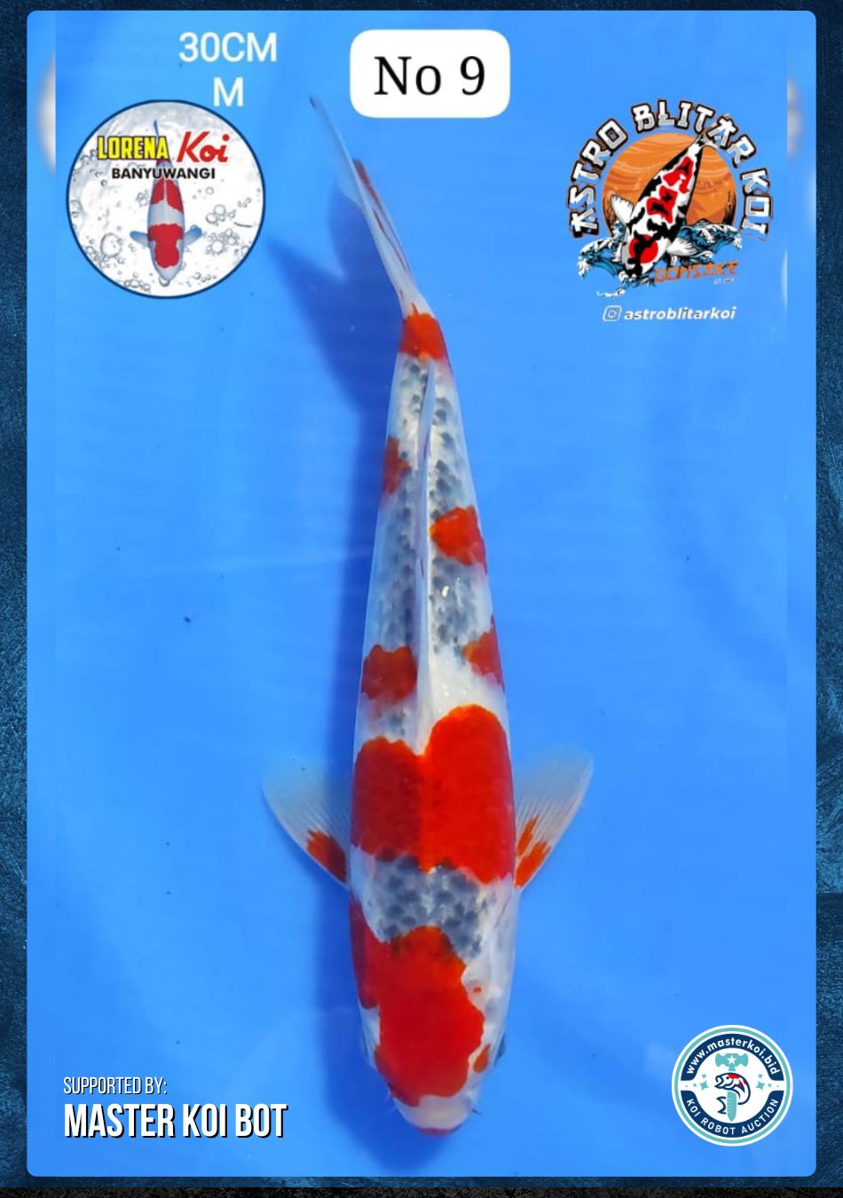 Lelang Koi Online, Jual Beli Ikan Koi, Pusat Jual Beli Koi, Info Lelang Koi Hari Ini, Platform Jual Beli Koi, Jual Beli Ikan Koi Online, Marketplace Ikan Koi, Jual Koi Terbaik, Tempat Beli Koi Berkualitas, Pasar Ikan Koi Online Terpercaya, Penjual Ikan Koi Terpercaya, Beli Koi Hias Online, Ikan Koi untuk Dijual, Koi Kualitas Terbaik, Toko Online Ikan Koi, Koi Hias Untuk Dijual, Jual Beli Ikan Koi Lokal, Koi Indonesia Online, Pusat Jual Beli Koi Terbesar