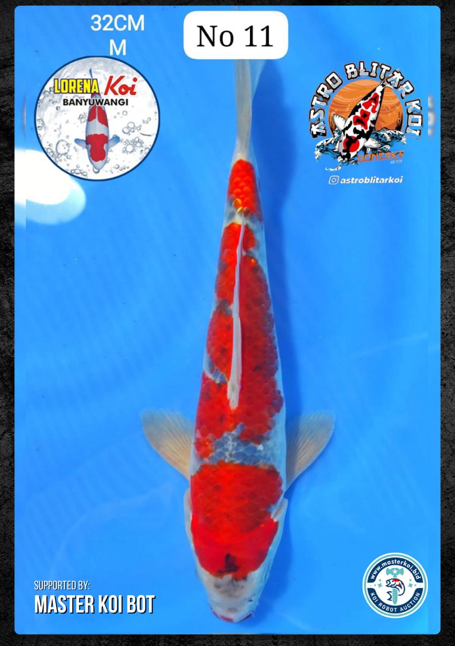 Lelang Koi Online, Jual Beli Ikan Koi, Pusat Jual Beli Koi, Info Lelang Koi Hari Ini, Platform Jual Beli Koi, Jual Beli Ikan Koi Online, Marketplace Ikan Koi, Jual Koi Terbaik, Tempat Beli Koi Berkualitas, Pasar Ikan Koi Online Terpercaya, Penjual Ikan Koi Terpercaya, Beli Koi Hias Online, Ikan Koi untuk Dijual, Koi Kualitas Terbaik, Toko Online Ikan Koi, Koi Hias Untuk Dijual, Jual Beli Ikan Koi Lokal, Koi Indonesia Online, Pusat Jual Beli Koi Terbesar