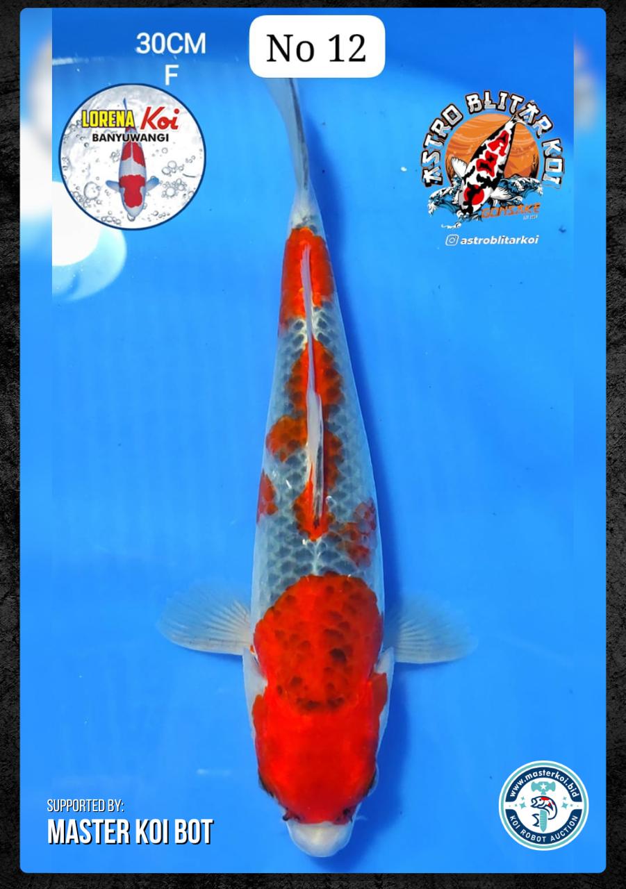 Lelang Koi Online, Jual Beli Ikan Koi, Pusat Jual Beli Koi, Info Lelang Koi Hari Ini, Platform Jual Beli Koi, Jual Beli Ikan Koi Online, Marketplace Ikan Koi, Jual Koi Terbaik, Tempat Beli Koi Berkualitas, Pasar Ikan Koi Online Terpercaya, Penjual Ikan Koi Terpercaya, Beli Koi Hias Online, Ikan Koi untuk Dijual, Koi Kualitas Terbaik, Toko Online Ikan Koi, Koi Hias Untuk Dijual, Jual Beli Ikan Koi Lokal, Koi Indonesia Online, Pusat Jual Beli Koi Terbesar