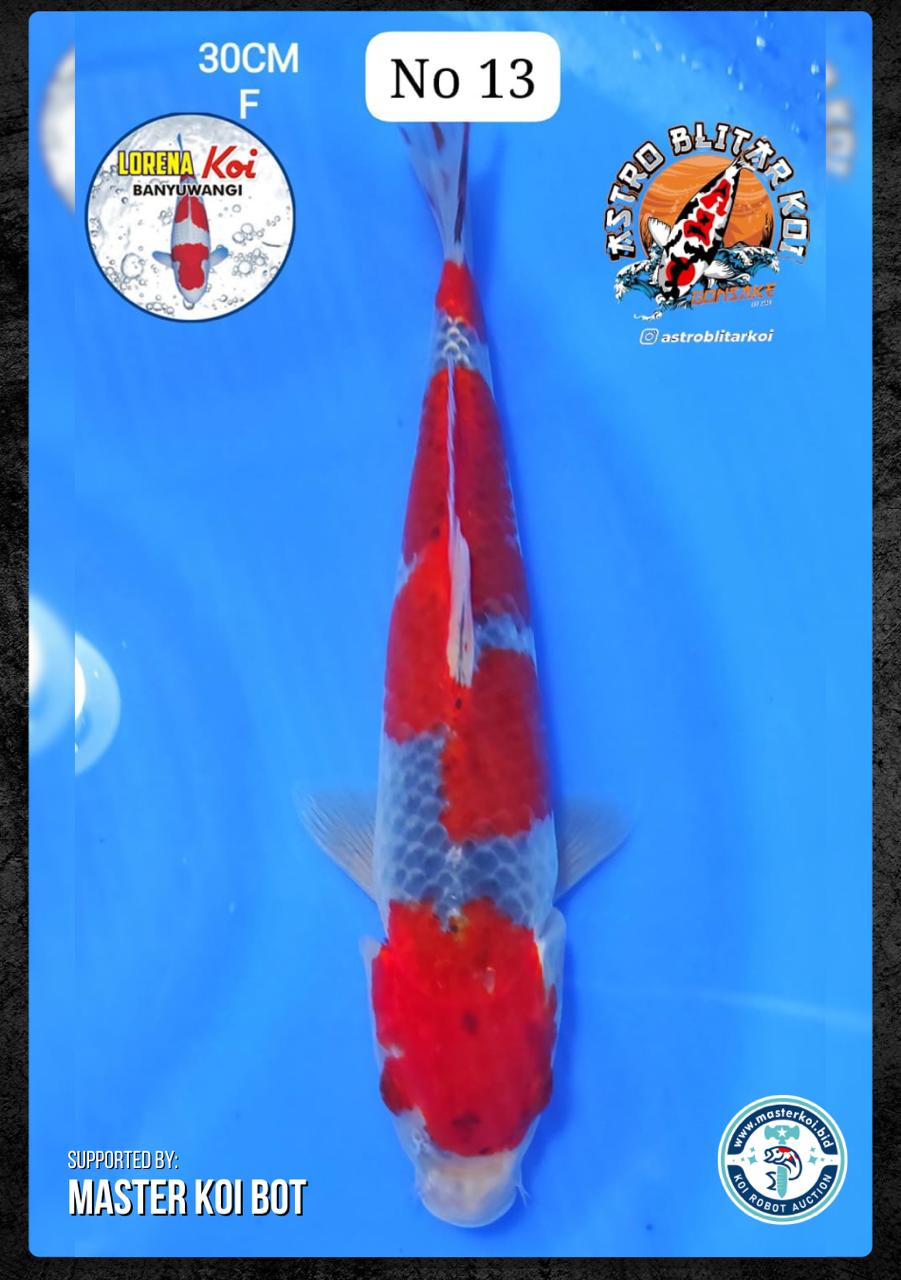 Lelang Koi Online, Jual Beli Ikan Koi, Pusat Jual Beli Koi, Info Lelang Koi Hari Ini, Platform Jual Beli Koi, Jual Beli Ikan Koi Online, Marketplace Ikan Koi, Jual Koi Terbaik, Tempat Beli Koi Berkualitas, Pasar Ikan Koi Online Terpercaya, Penjual Ikan Koi Terpercaya, Beli Koi Hias Online, Ikan Koi untuk Dijual, Koi Kualitas Terbaik, Toko Online Ikan Koi, Koi Hias Untuk Dijual, Jual Beli Ikan Koi Lokal, Koi Indonesia Online, Pusat Jual Beli Koi Terbesar