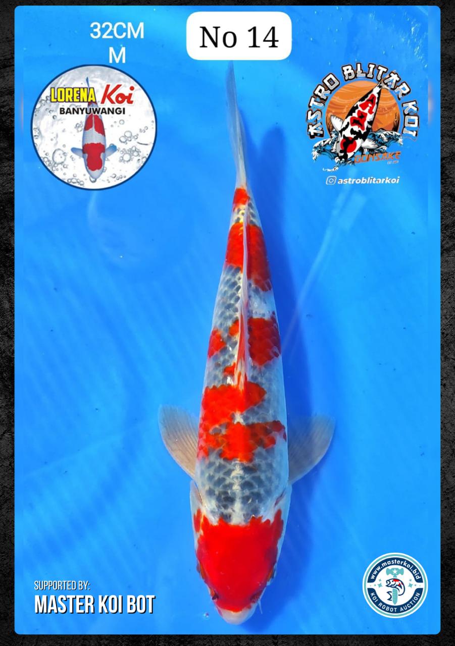 Lelang Koi Online, Jual Beli Ikan Koi, Pusat Jual Beli Koi, Info Lelang Koi Hari Ini, Platform Jual Beli Koi, Jual Beli Ikan Koi Online, Marketplace Ikan Koi, Jual Koi Terbaik, Tempat Beli Koi Berkualitas, Pasar Ikan Koi Online Terpercaya, Penjual Ikan Koi Terpercaya, Beli Koi Hias Online, Ikan Koi untuk Dijual, Koi Kualitas Terbaik, Toko Online Ikan Koi, Koi Hias Untuk Dijual, Jual Beli Ikan Koi Lokal, Koi Indonesia Online, Pusat Jual Beli Koi Terbesar